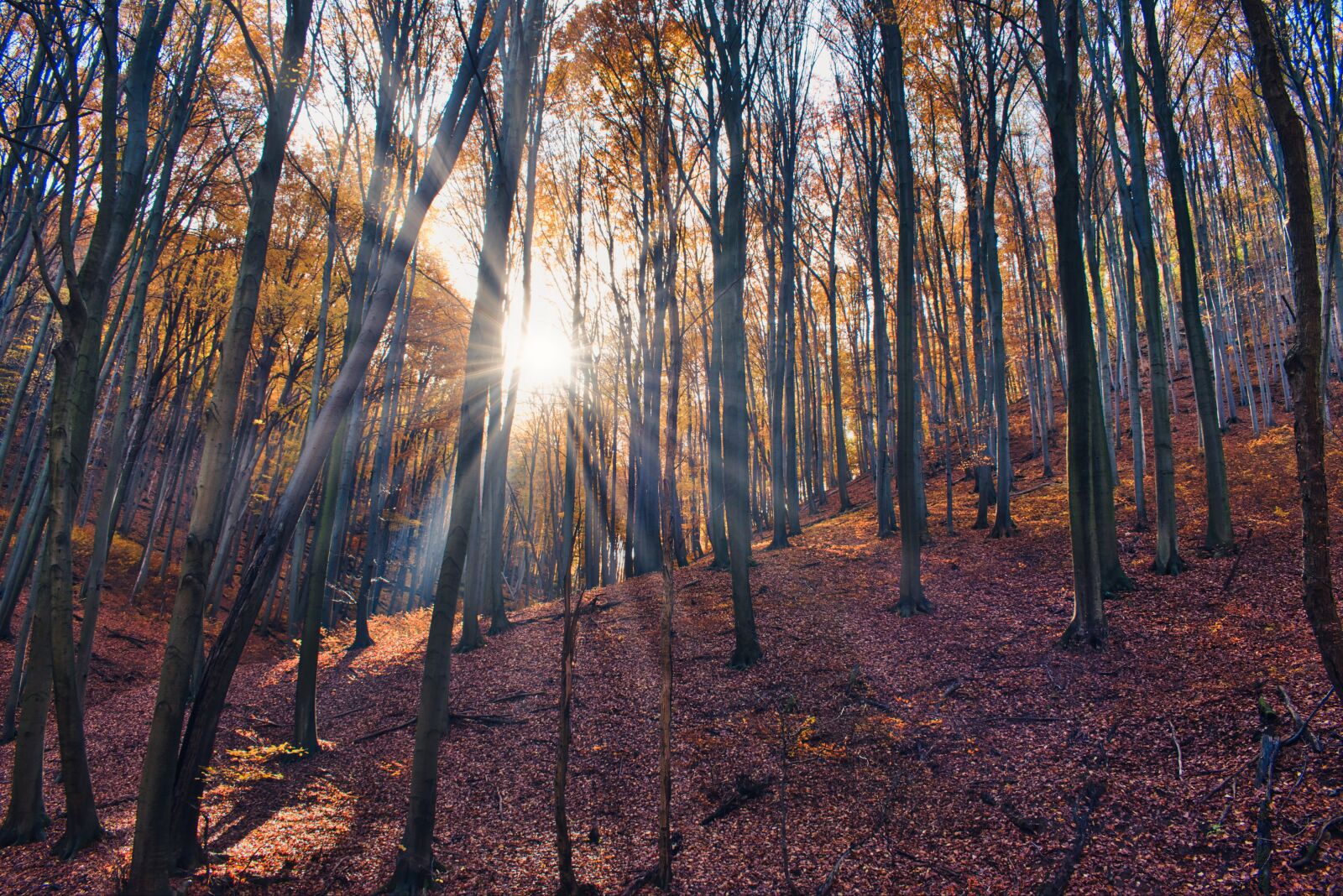 Nikon D5600 sample photo. Autumn, forest, nature photography