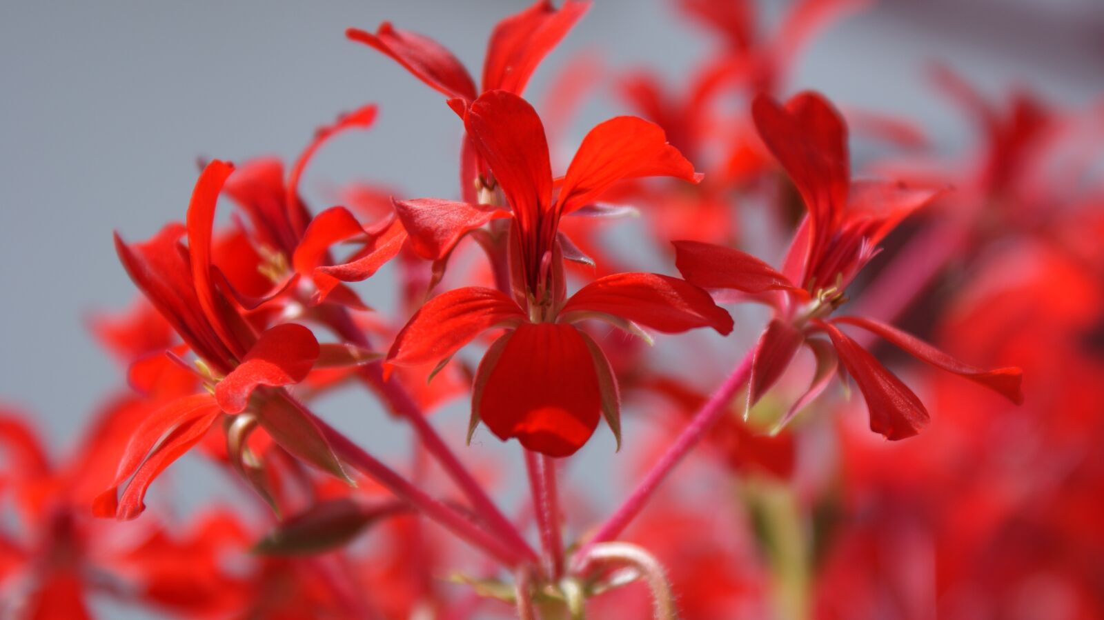 Sony Alpha DSLR-A200 sample photo. Red, flower, nature photography