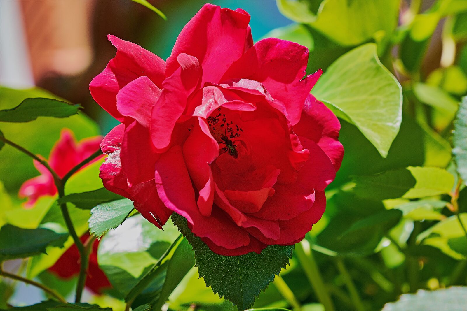 Nikon D7200 sample photo. Rosa, garden, roses photography