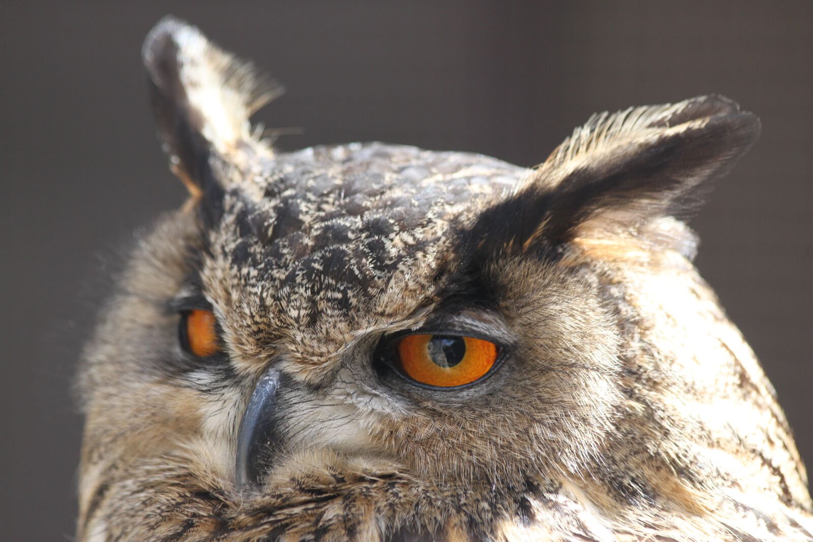 Canon EOS 500D (EOS Rebel T1i / EOS Kiss X3) sample photo. Owl, screech-owl, up-close photography