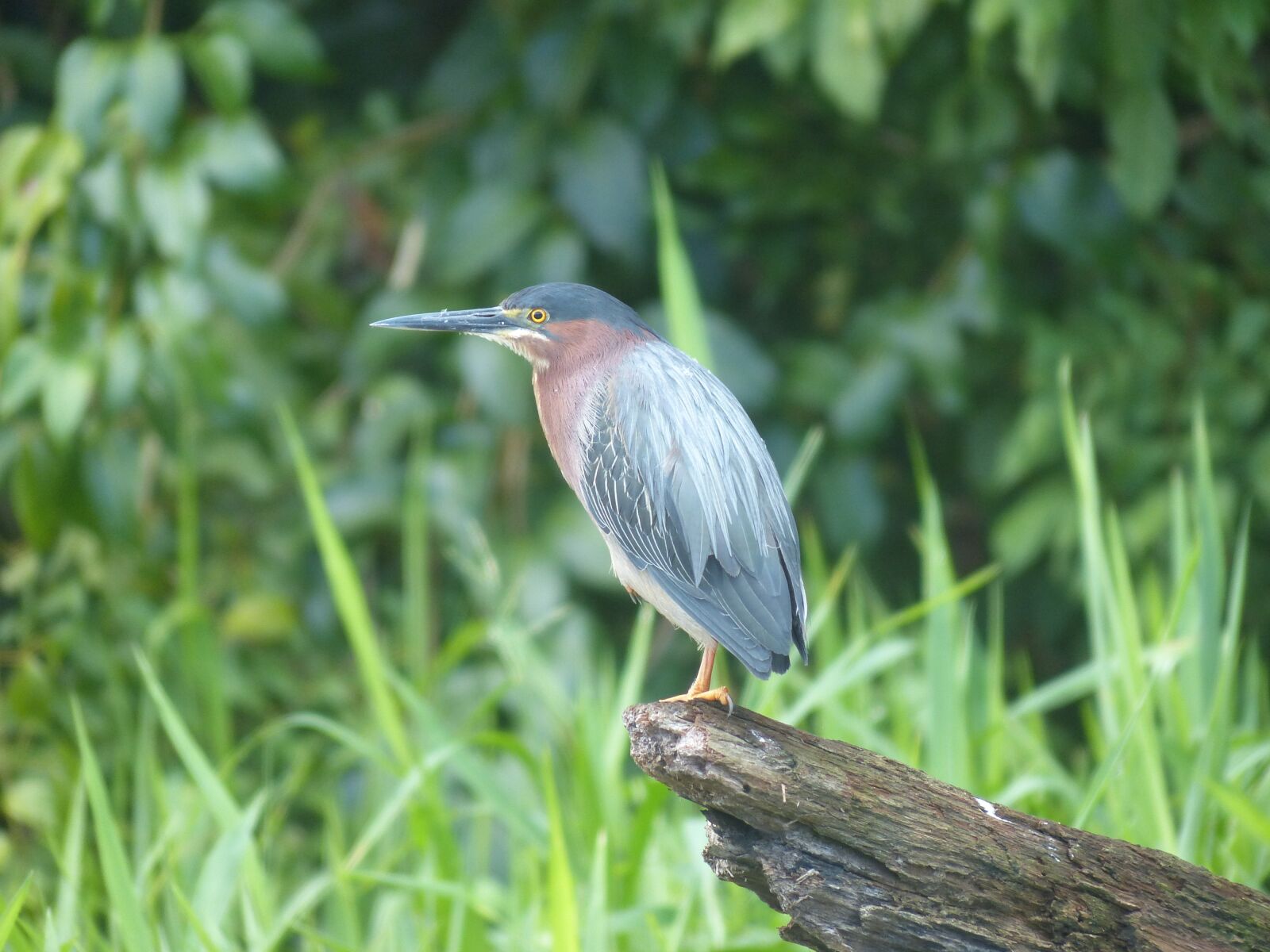 Panasonic Lumix DMC-FZ200 sample photo. Even virescens, green heron photography