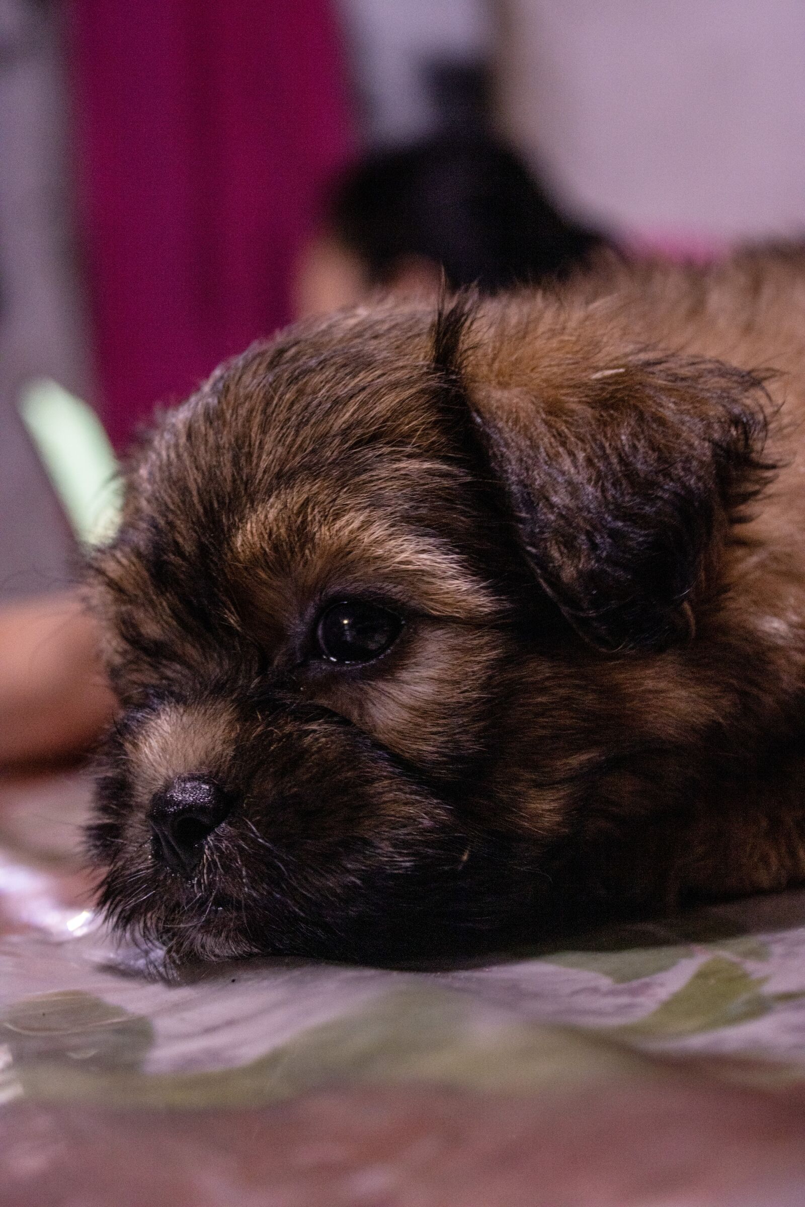 Canon EOS 2000D (EOS Rebel T7 / EOS Kiss X90 / EOS 1500D) sample photo. Shih tzu, puppy, shih photography