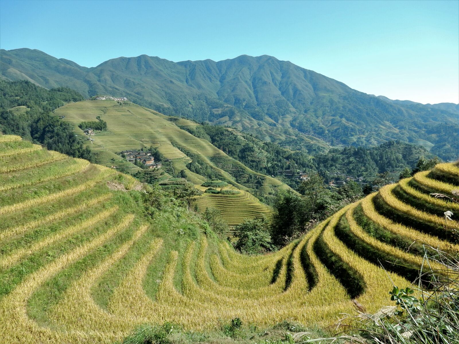 Nikon Coolpix S9700 sample photo. Longji, rice terraces, rice photography