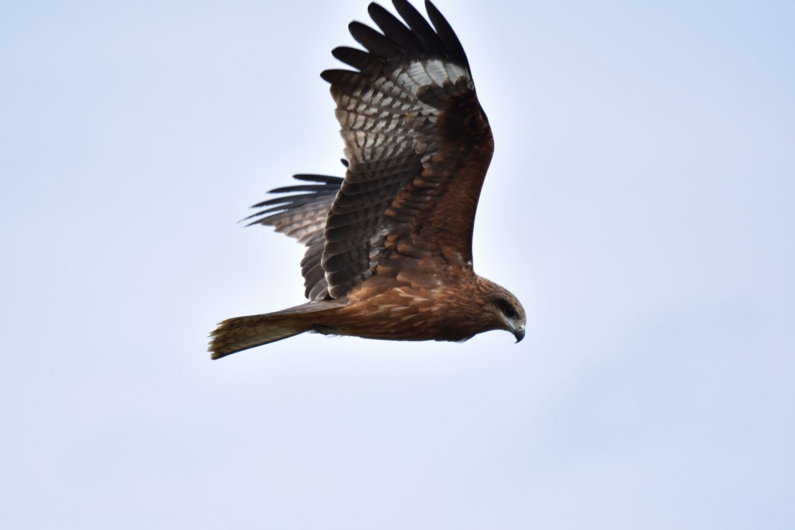 Nikon D7200 sample photo. Animal, sky, bird photography