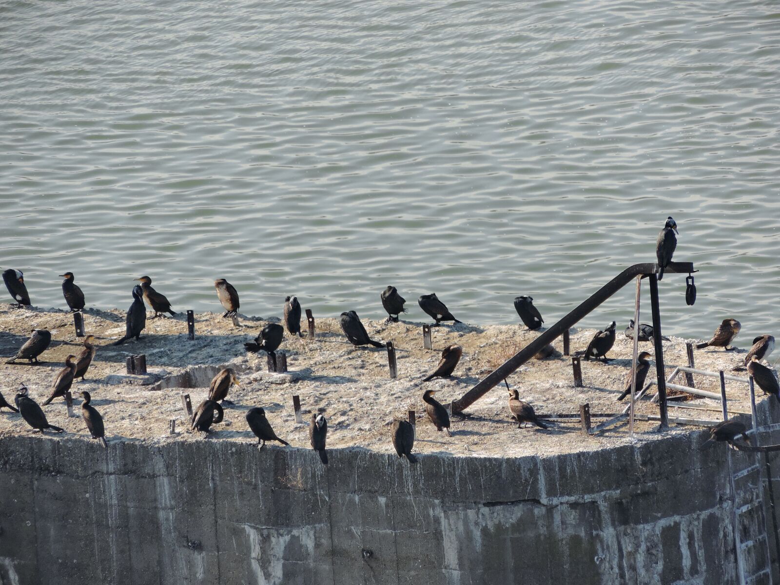 Nikon Coolpix P520 sample photo. Water, bird, outdoors, nature photography