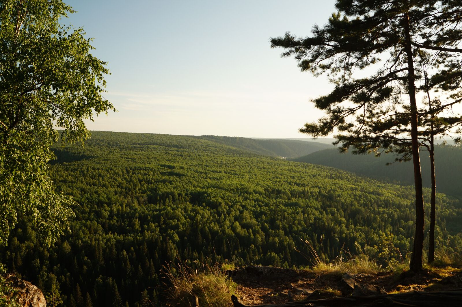 Sony SLT-A57 + Sony DT 18-55mm F3.5-5.6 SAM sample photo. Trees, forest, foliage photography