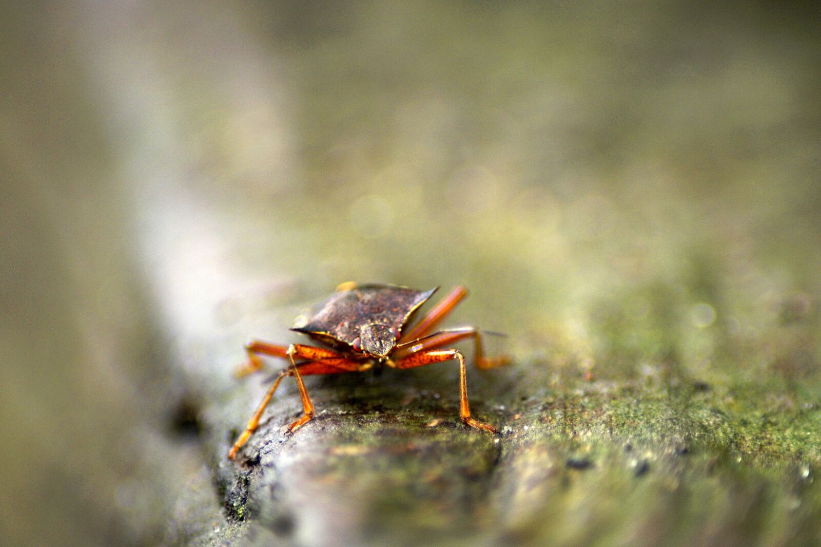 Sony SLT-A58 sample photo. Red legged tree bug photography