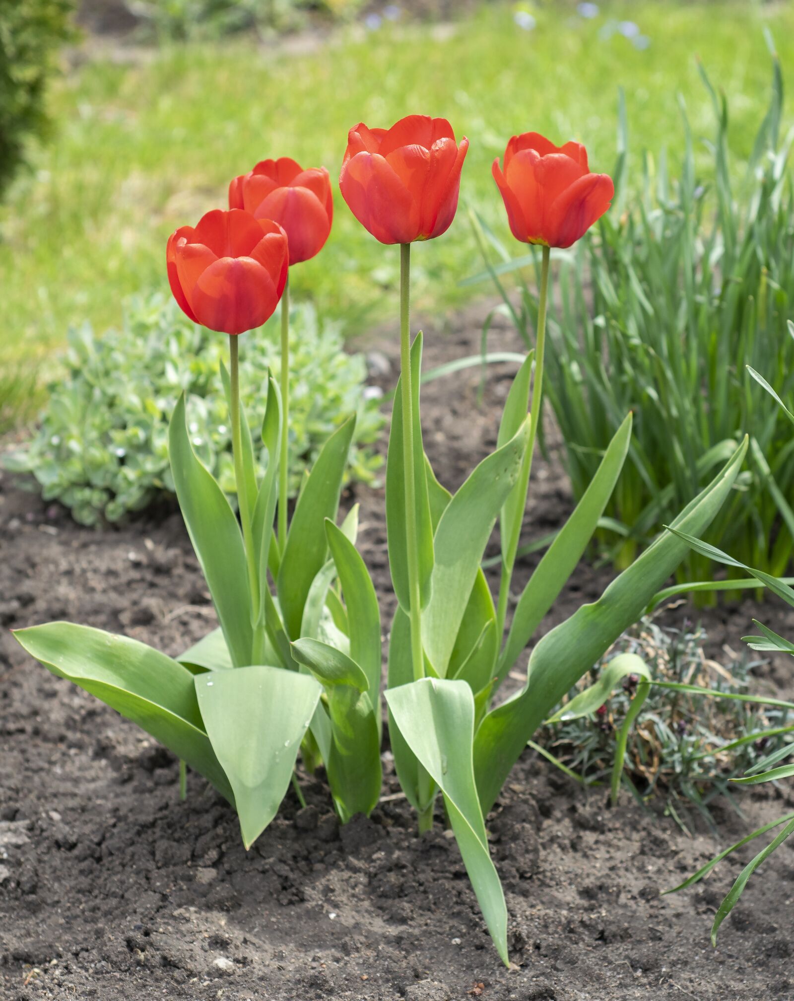Nikon D5300 sample photo. Tulip, tulips, spring photography