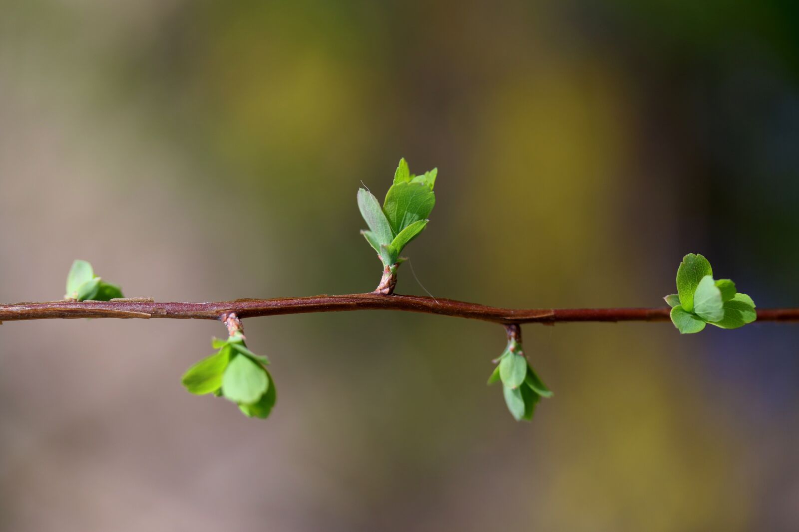 Canon EF-S 60mm F2.8 Macro USM sample photo. Leaves, buds, green photography