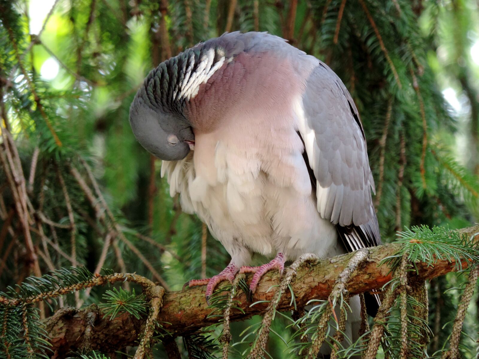 Nikon Coolpix P520 sample photo. Dove, ringdove, bird photography