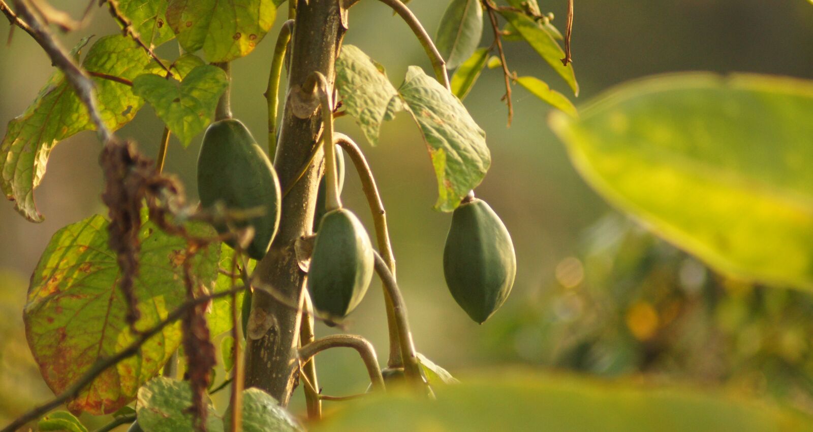 Sony SLT-A55 (SLT-A55V) sample photo. Nature, fruit, tropical photography