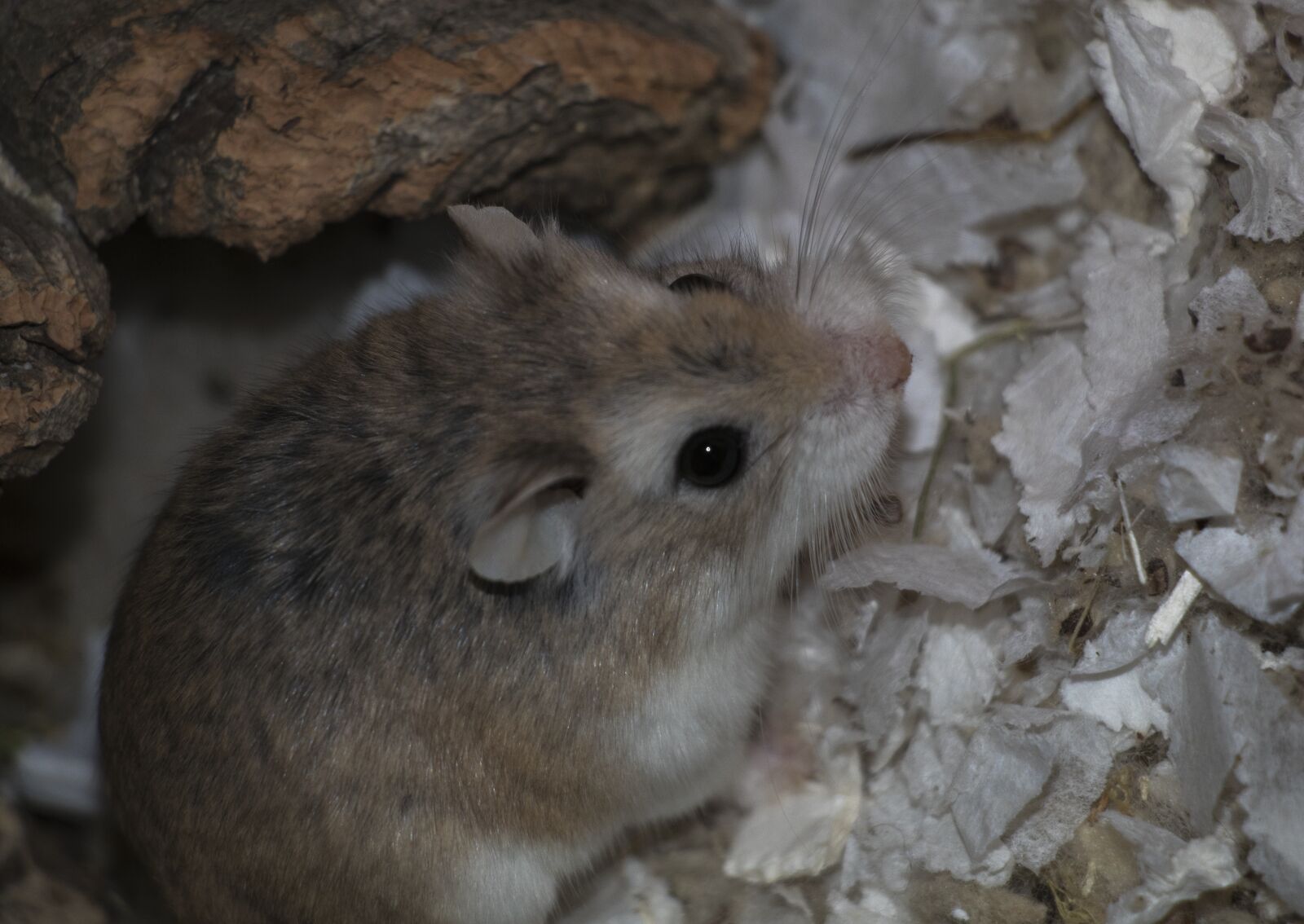 Canon EOS 80D sample photo. Animal, animal, photography, hamster photography