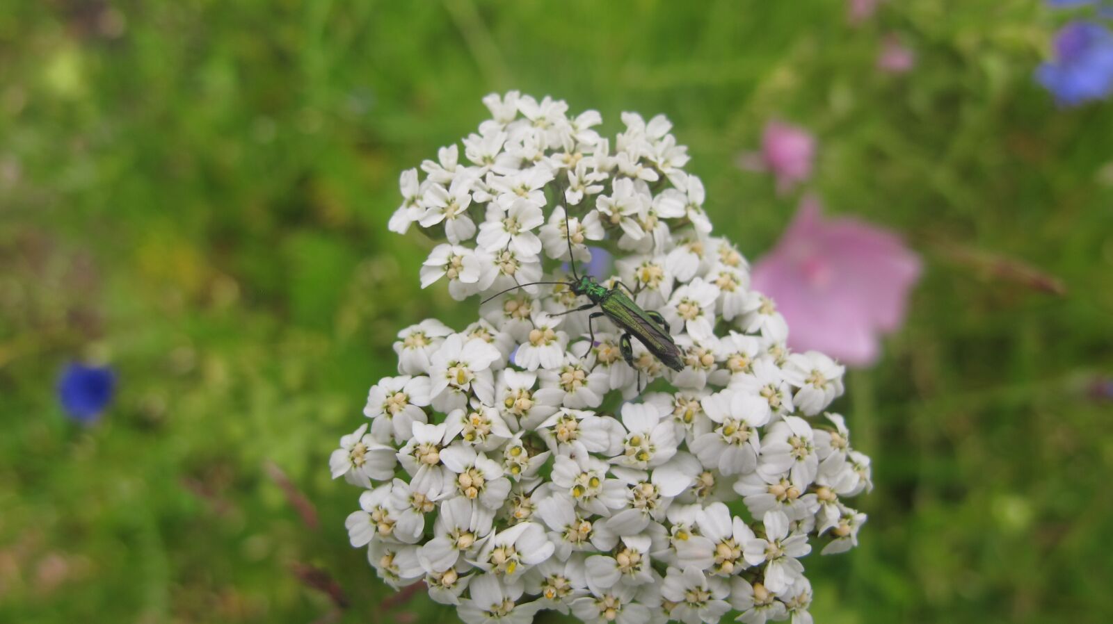 Canon PowerShot G12 sample photo. Insect, flower, nature photography