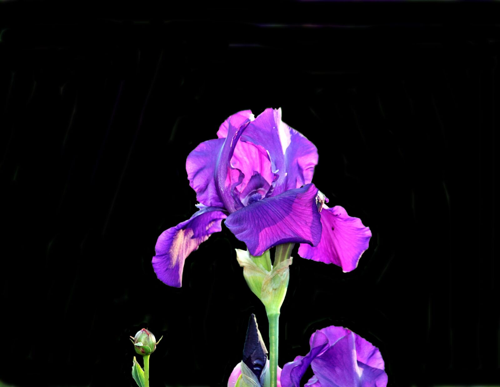 Canon EOS 450D (EOS Rebel XSi / EOS Kiss X2) sample photo. Flower, lily, black background photography