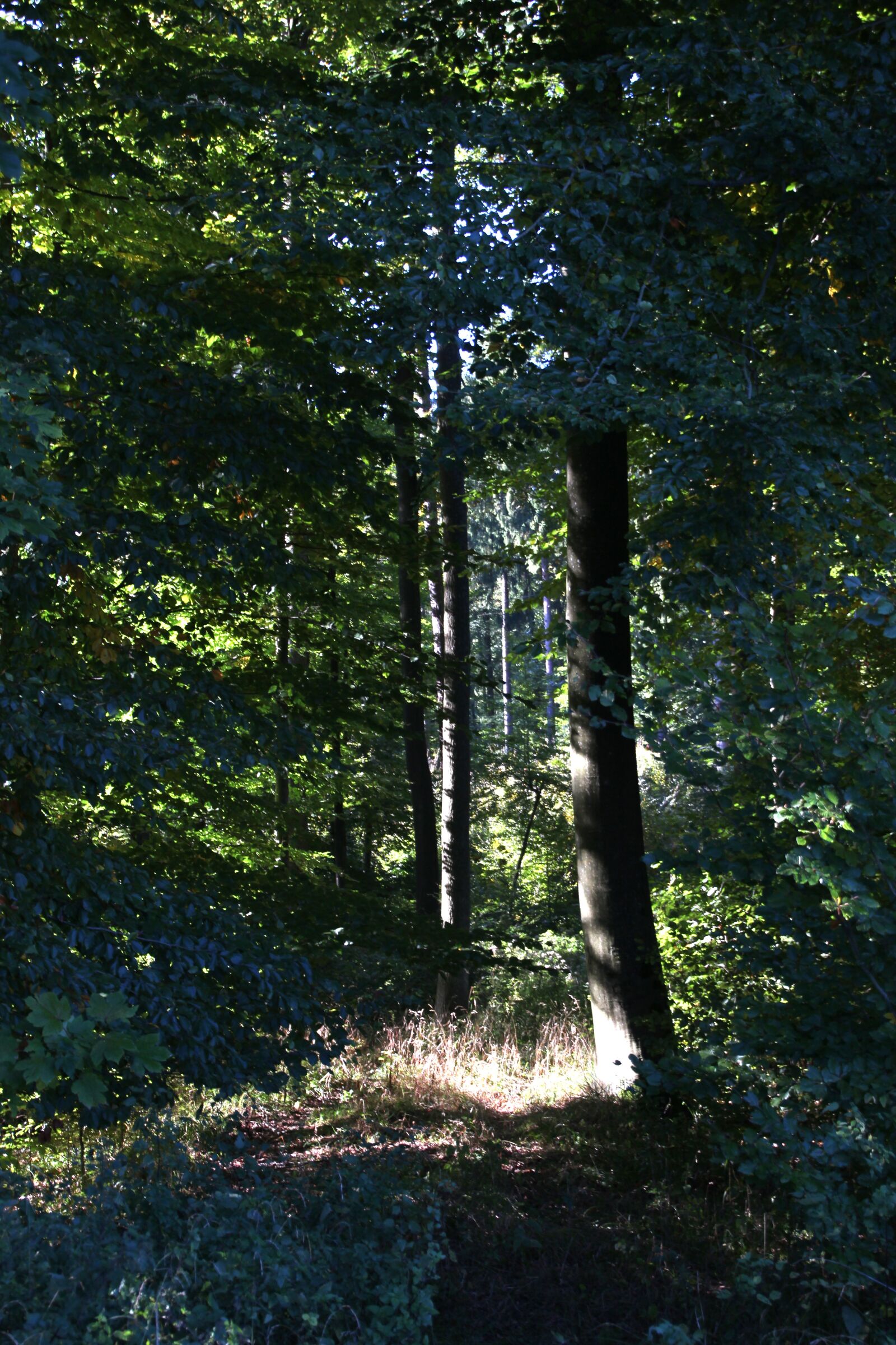 Canon EOS 600D (Rebel EOS T3i / EOS Kiss X5) sample photo. Forest, green, trees photography