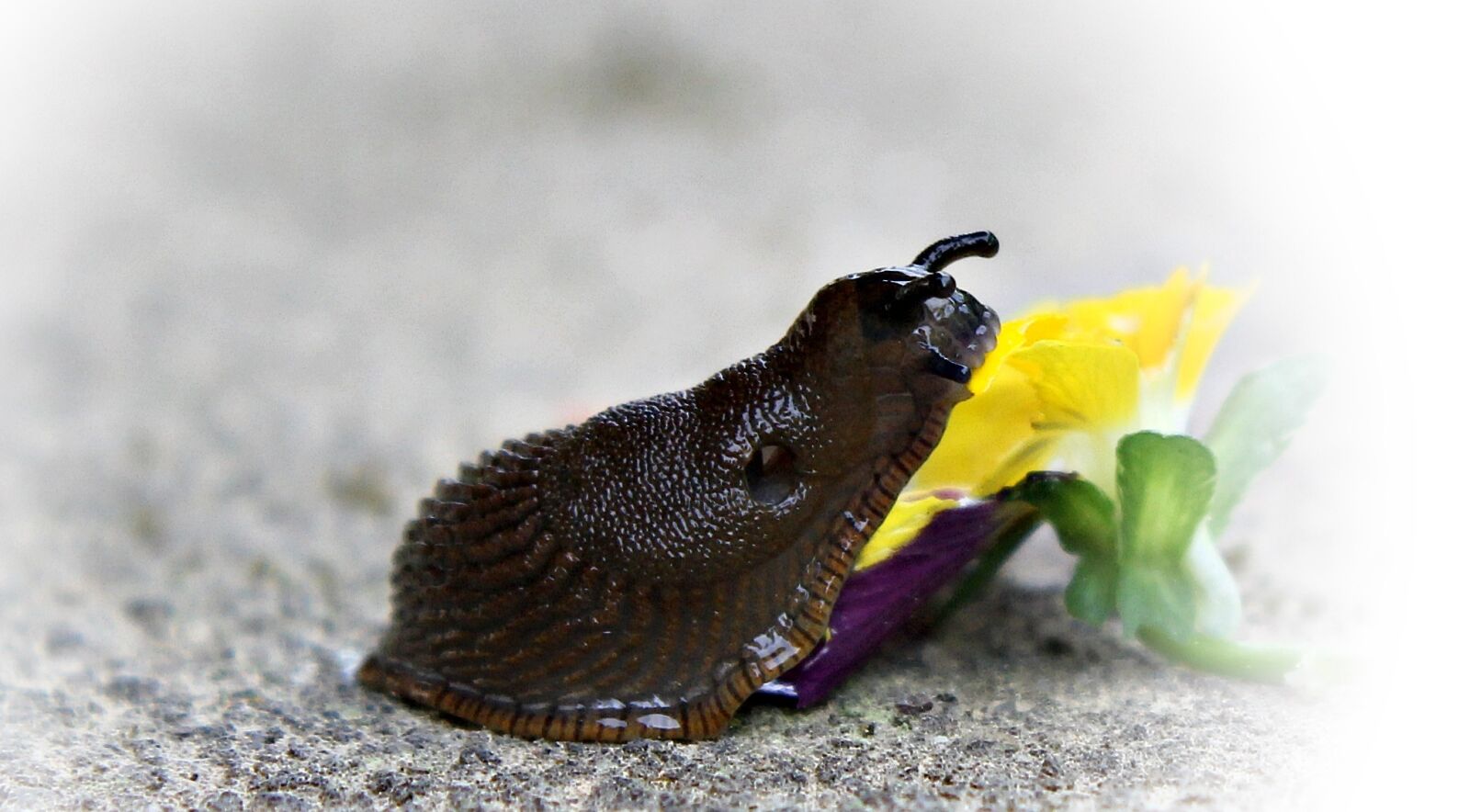 Canon EOS 550D (EOS Rebel T2i / EOS Kiss X4) sample photo. Snail, slug, mollusk photography