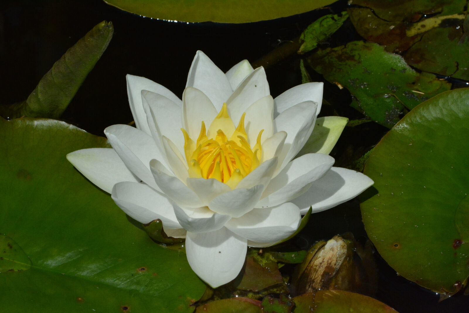 Nikon D7100 sample photo. Water lily, pond, white photography