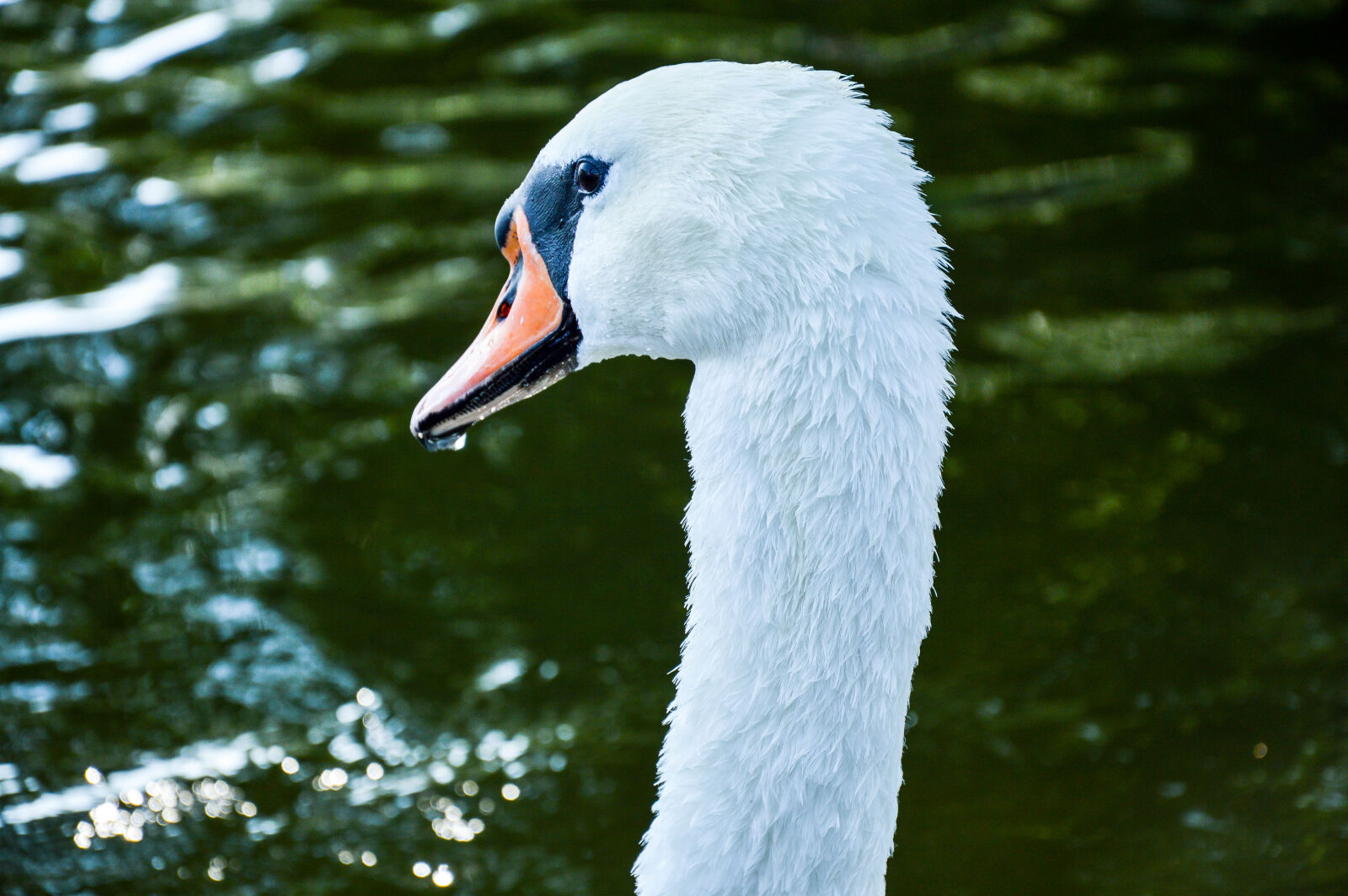 Nikon D3200 sample photo