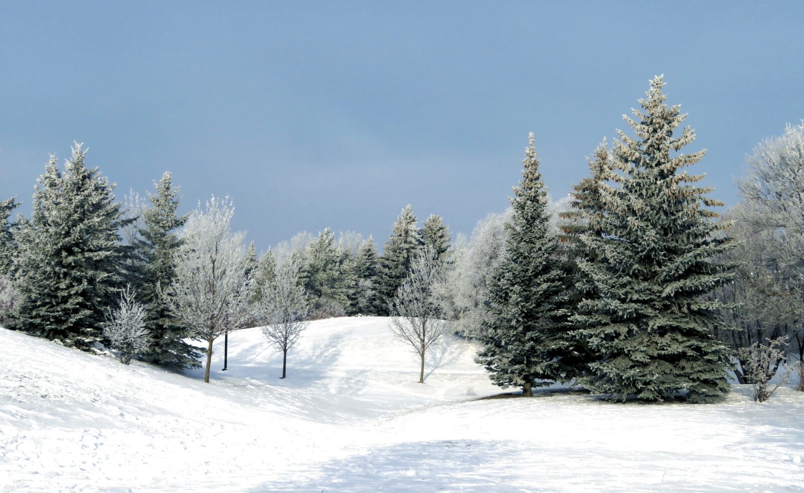 Canon PowerShot SX720 HS sample photo. Winter, evergreen, trees photography