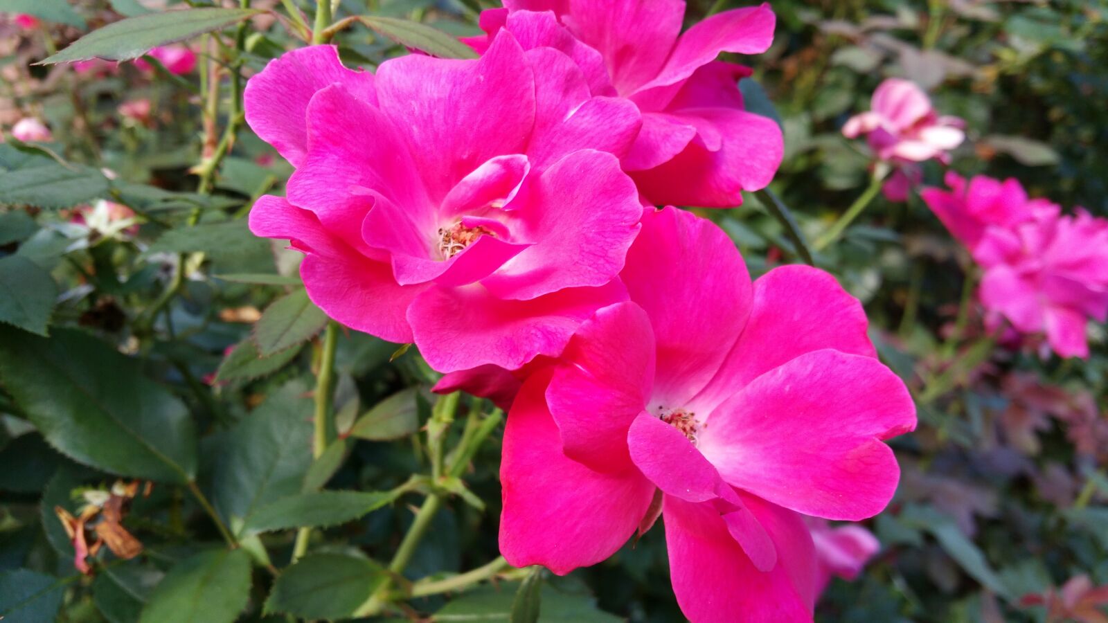 Samsung Galaxy Note4 sample photo. Flower photography