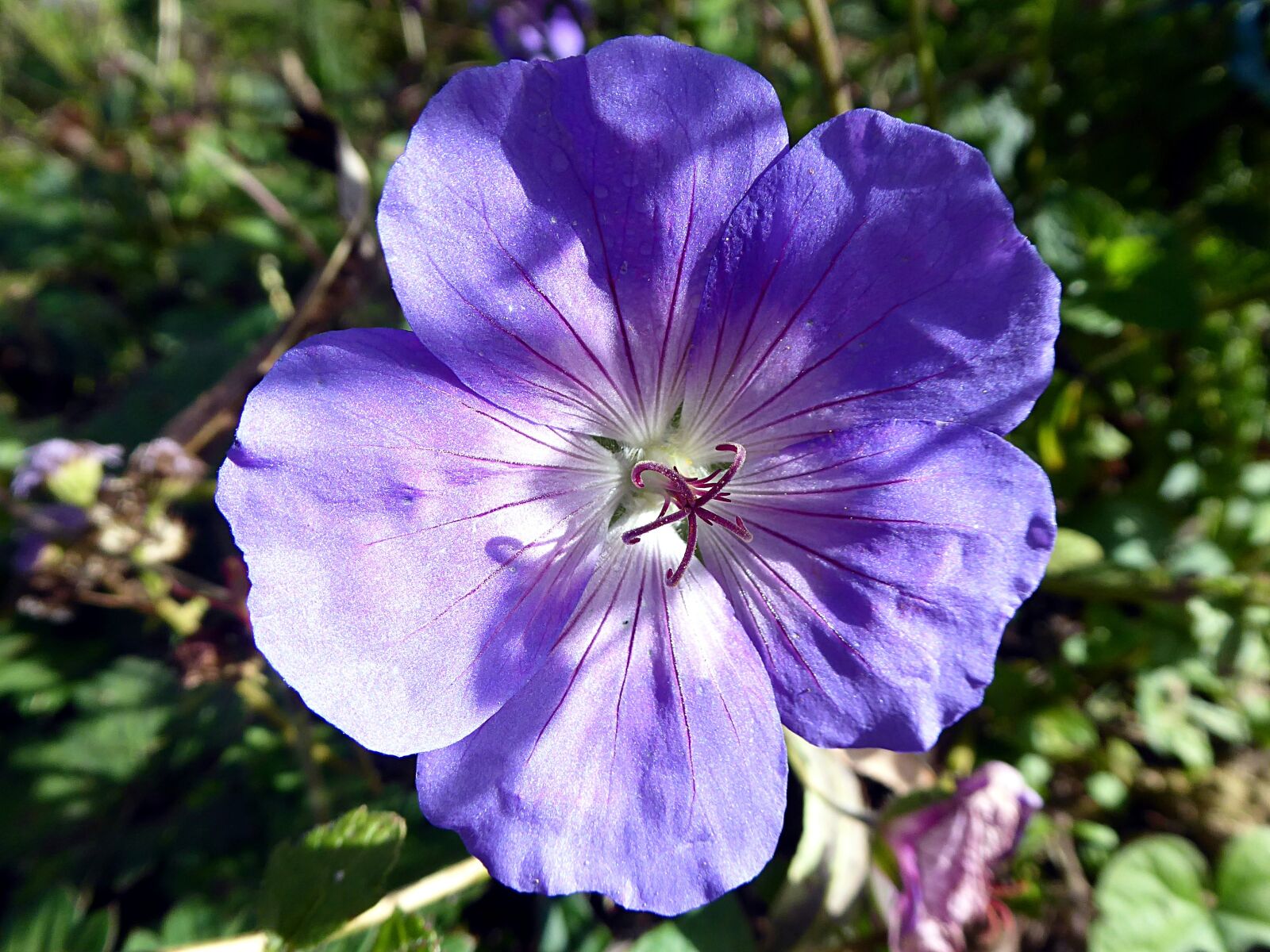 Panasonic Lumix DMC-ZS50 (Lumix DMC-TZ70) sample photo. Geranium, flower, blue photography