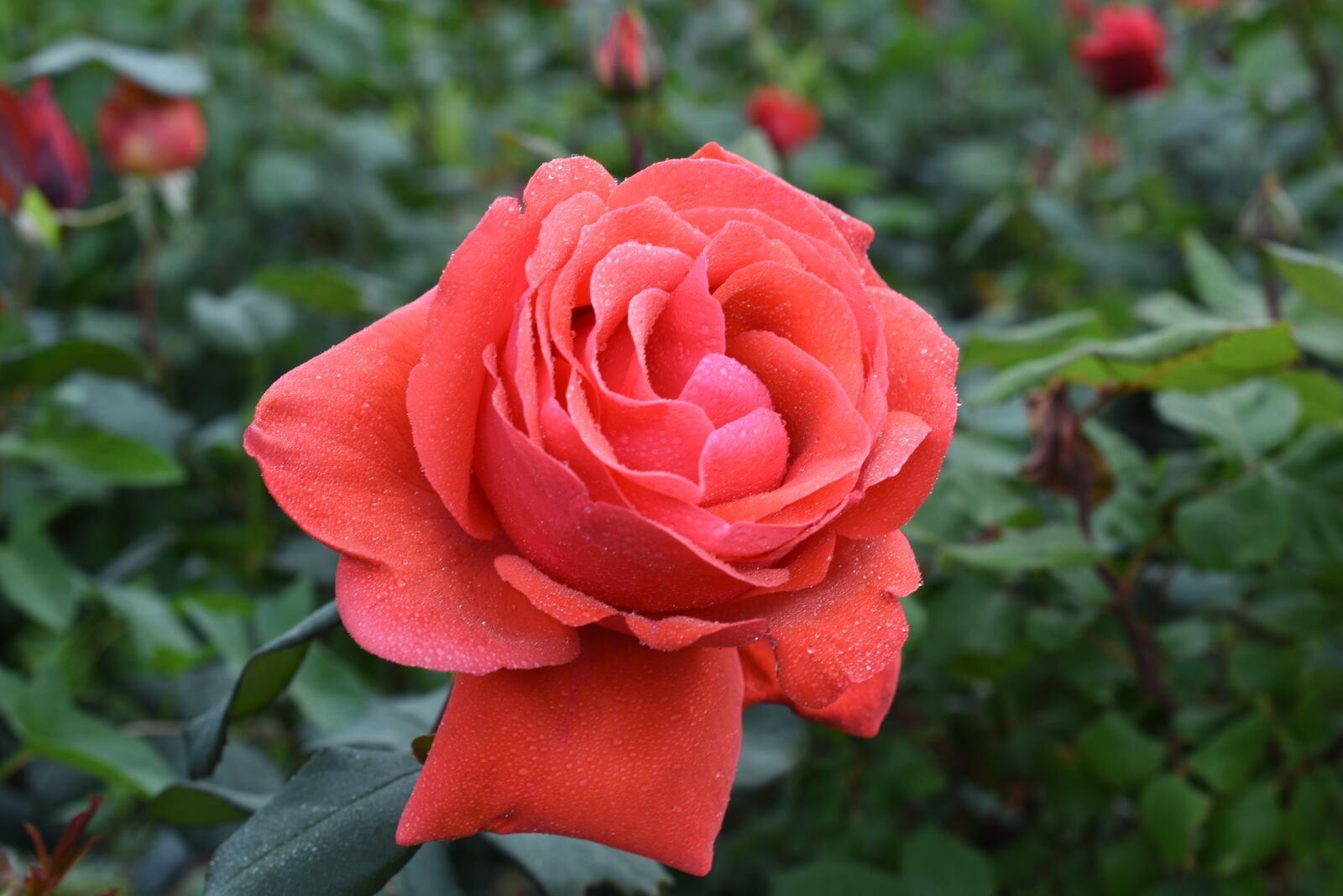 Nikon D7200 sample photo. Rose, trickle, affix photography