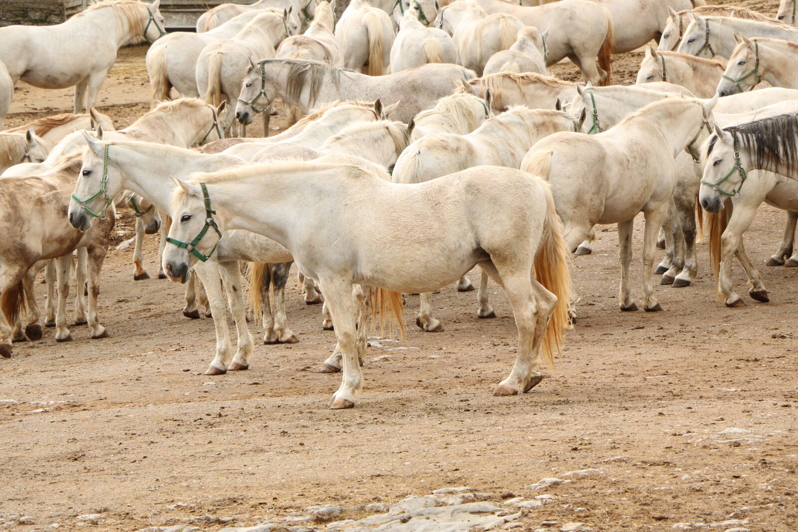 Canon EOS 70D sample photo. Horses, herd, lipizzan photography