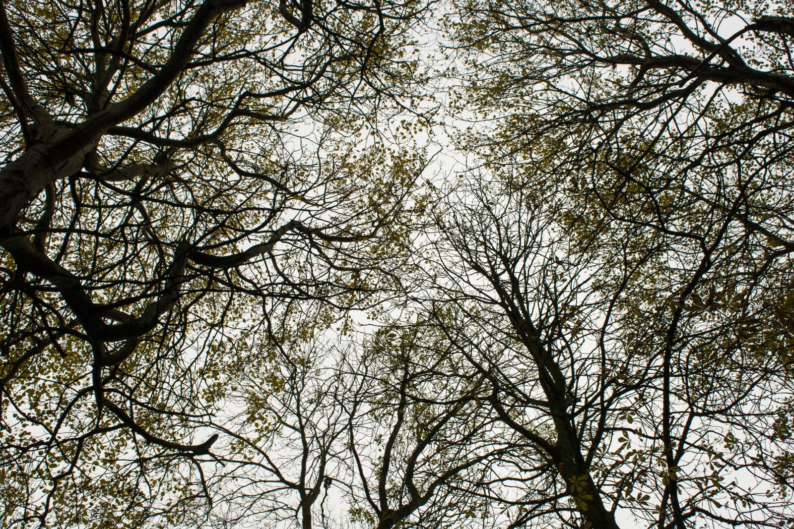 Canon EOS 2000D (EOS Rebel T7 / EOS Kiss X90 / EOS 1500D) sample photo. Season, pattern, texture photography