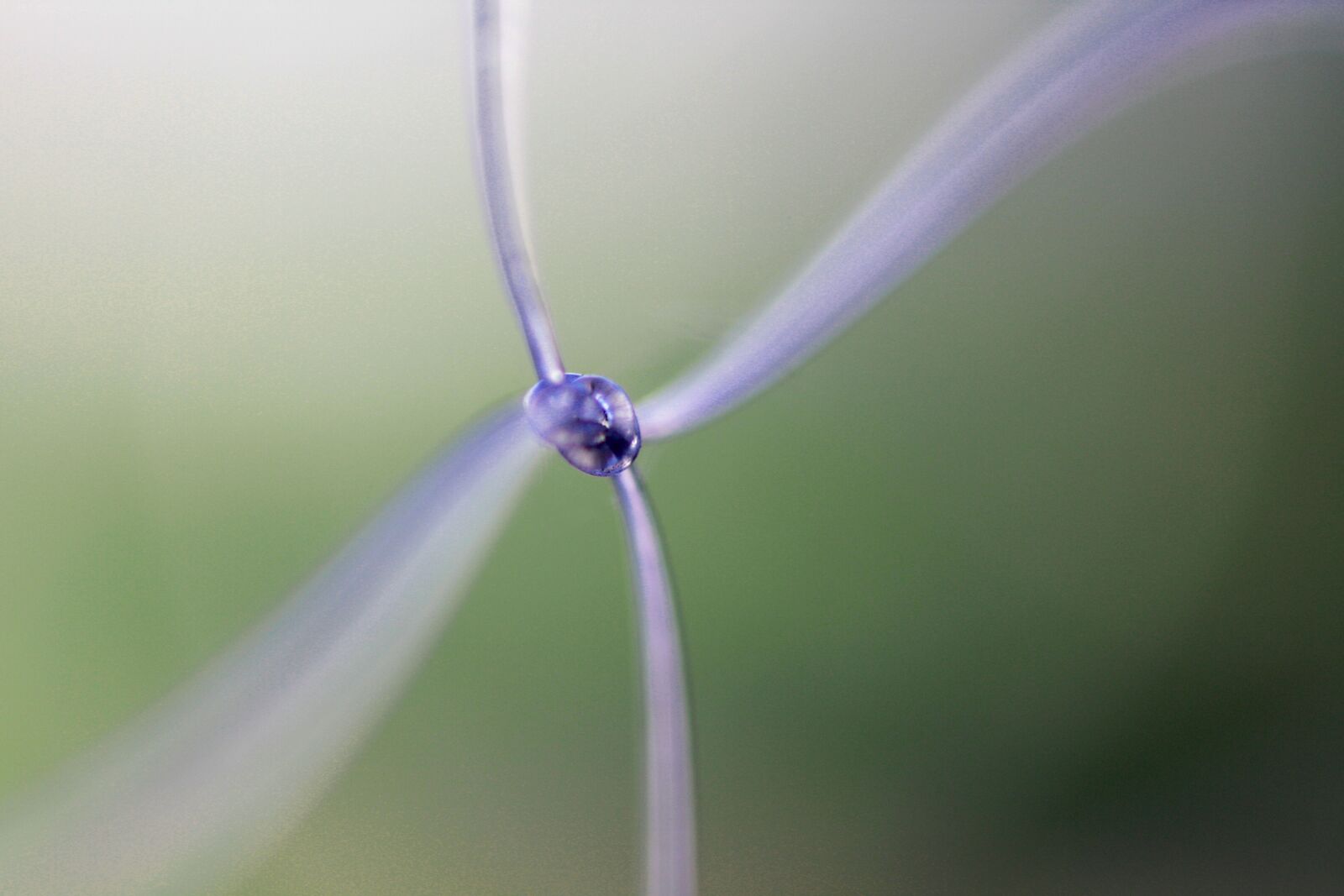 Canon EOS 450D (EOS Rebel XSi / EOS Kiss X2) sample photo. Knot, macro, rope photography