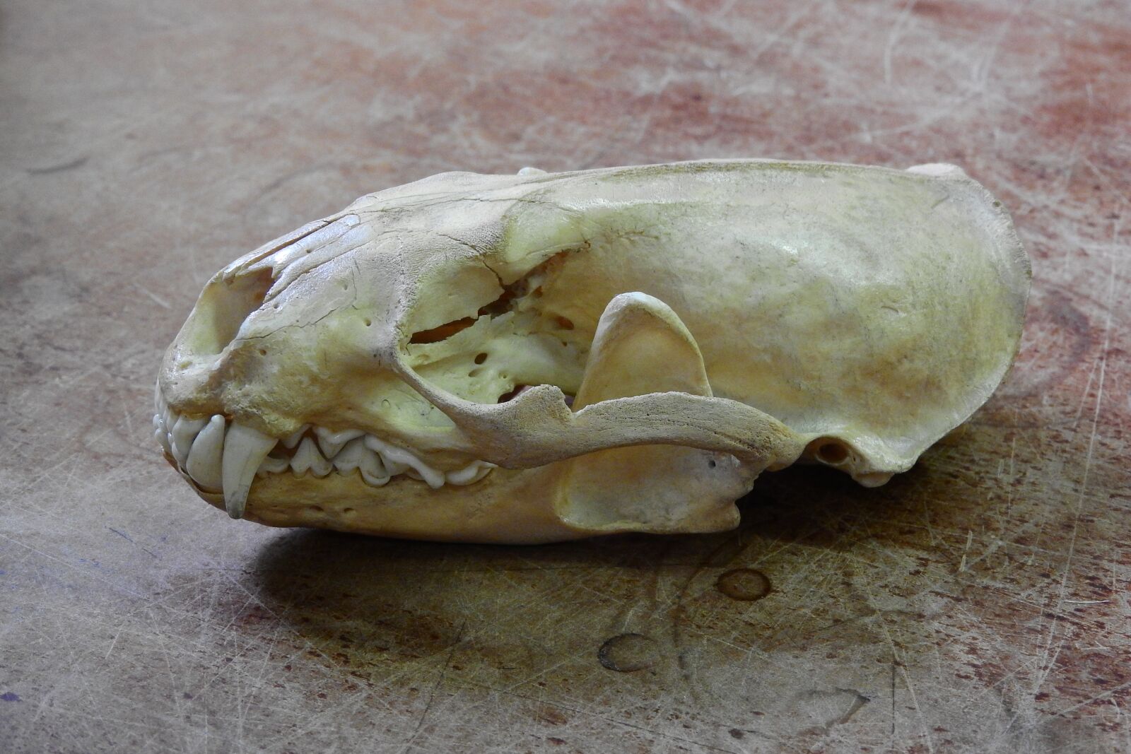 Nikon Coolpix P610 sample photo. Skull, skeleton, bone photography
