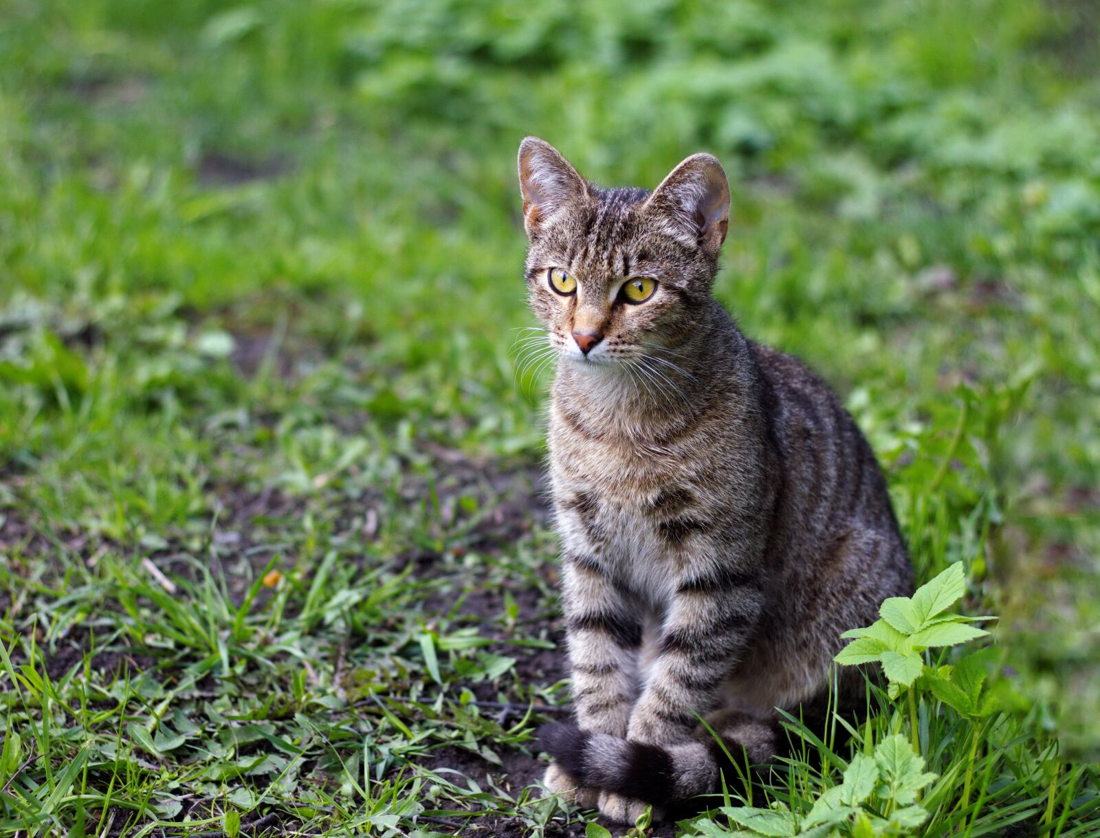 Canon EOS 550D (EOS Rebel T2i / EOS Kiss X4) sample photo. Cat, gray cat, pet photography