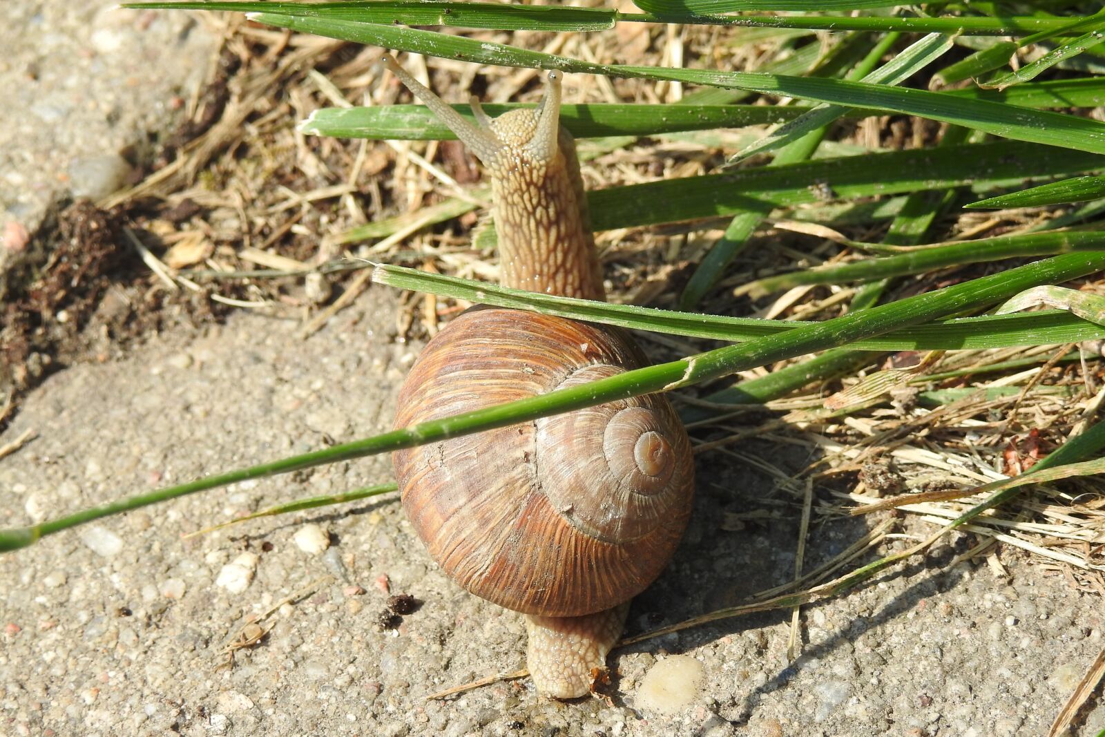 Nikon Coolpix P900 sample photo. Snail, winniczek, crawl photography