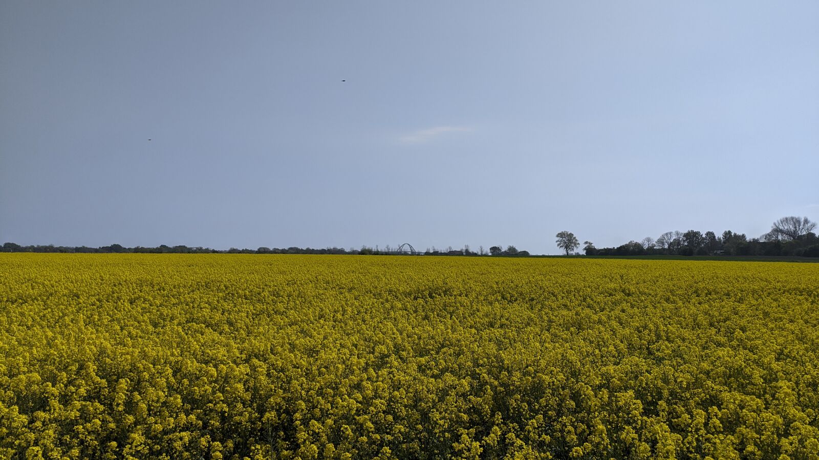 Xiaomi Redmi Note 8T sample photo. Fehmarn, field of rapeseeds photography
