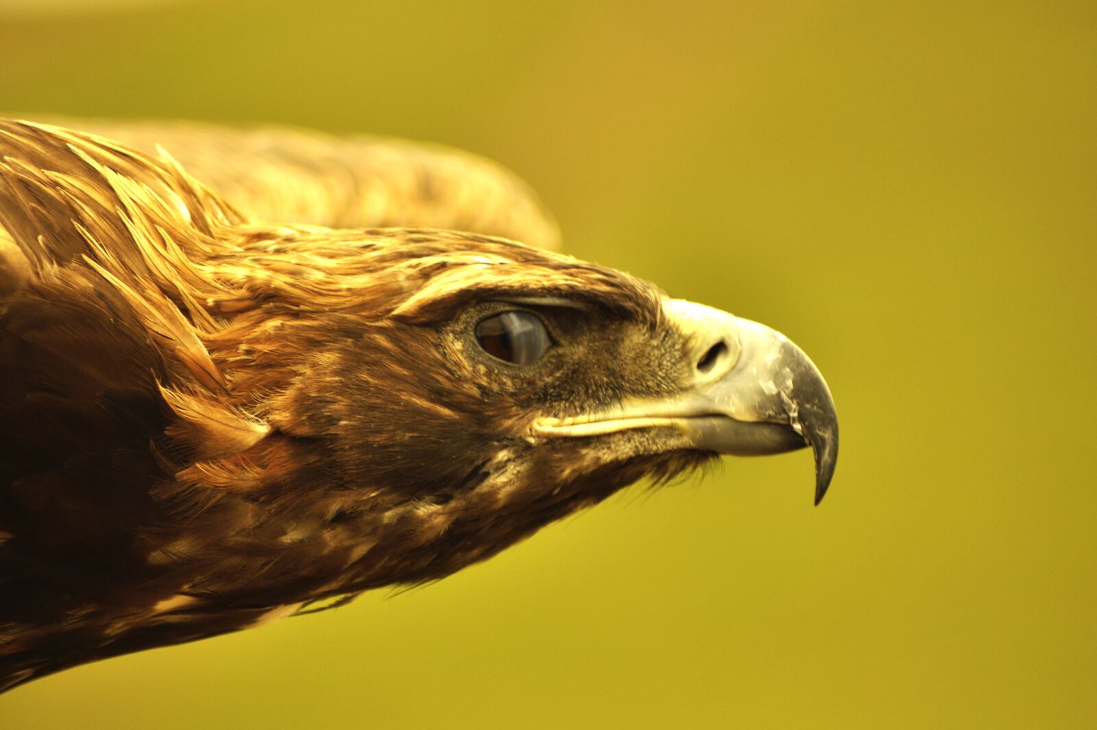 Nikon D90 sample photo. Eagle, bird, animal photography