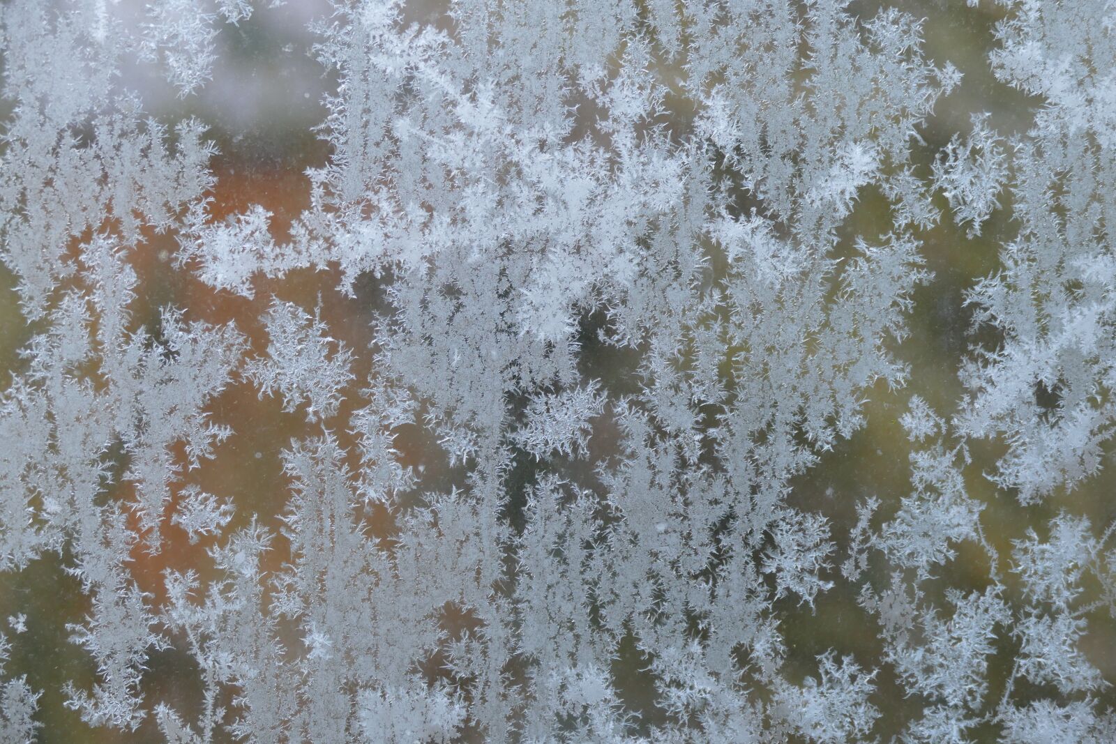 Panasonic Lumix DMC-FZ1000 sample photo. Winter, ice, frost photography