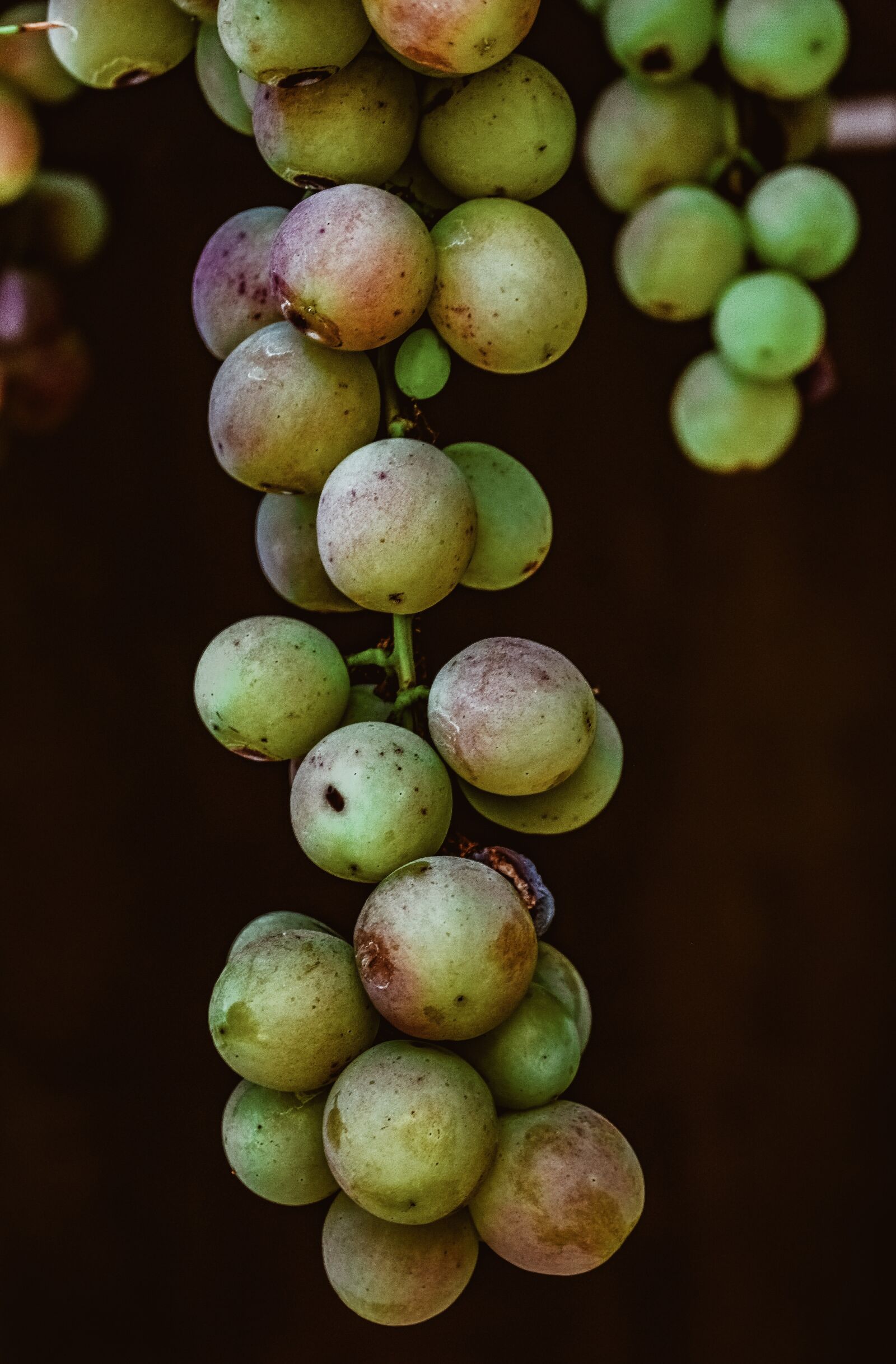 Nikon D3300 sample photo. Grapes, organic, fresh photography
