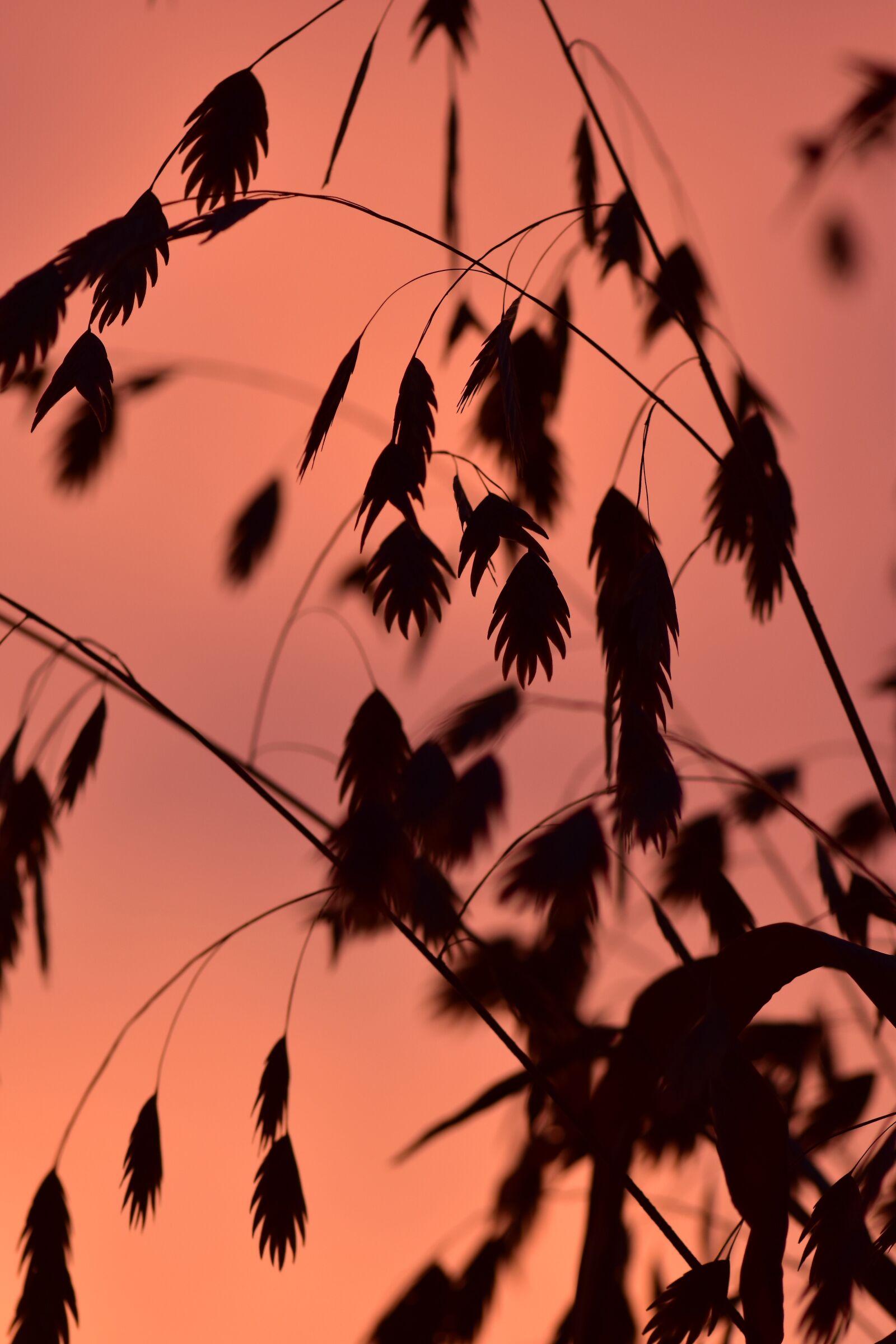 Nikon D5500 sample photo. Grass, backlighting, mood photography
