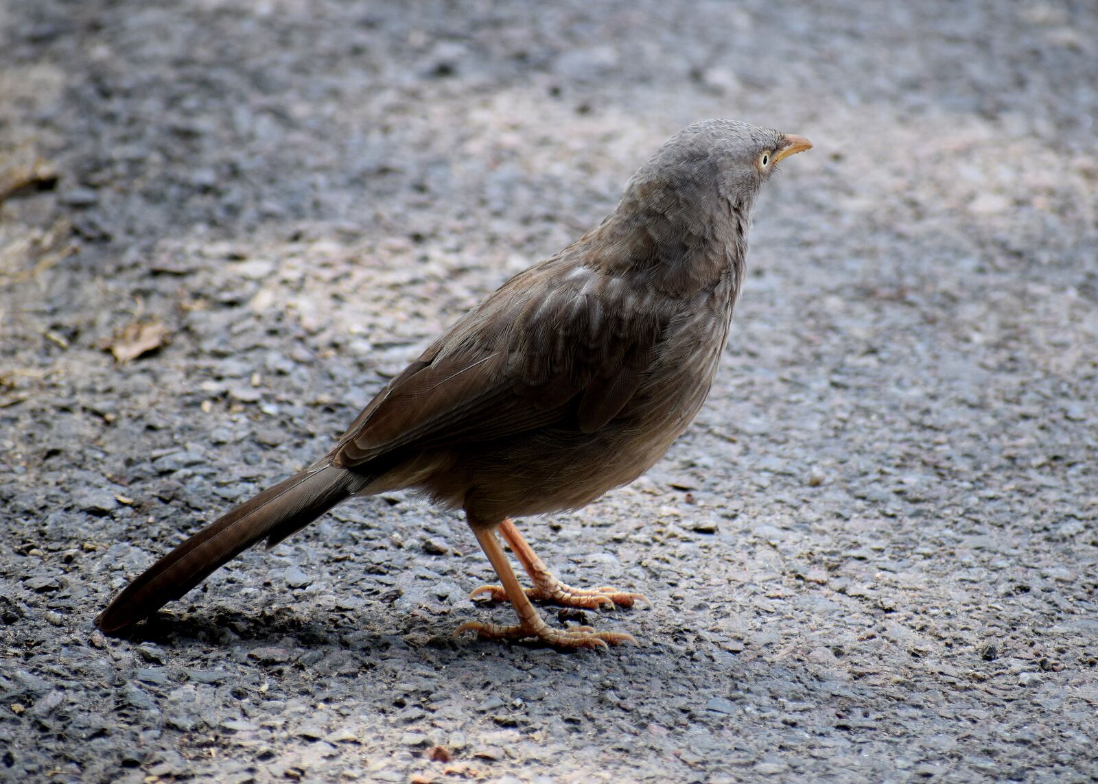 Nikon D3300 sample photo. Bird, nature, feather photography