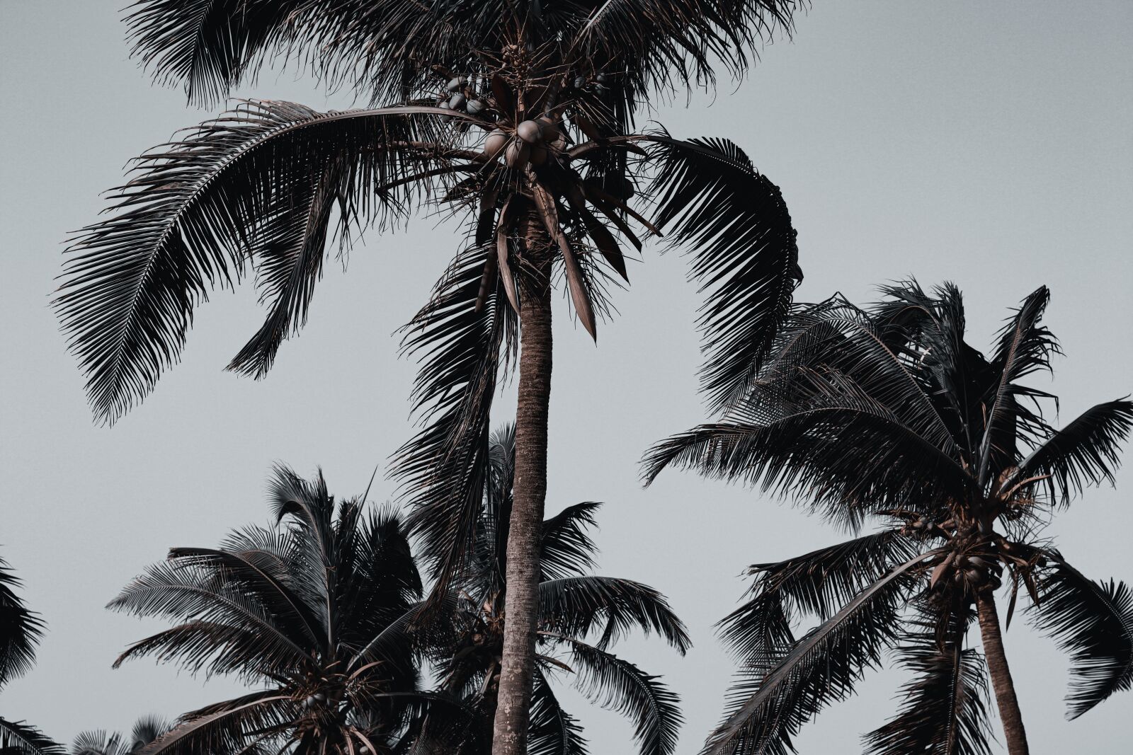 Canon EOS M50 (EOS Kiss M) + Canon EF 50mm F1.8 STM sample photo. Palm tress, beach, nature photography