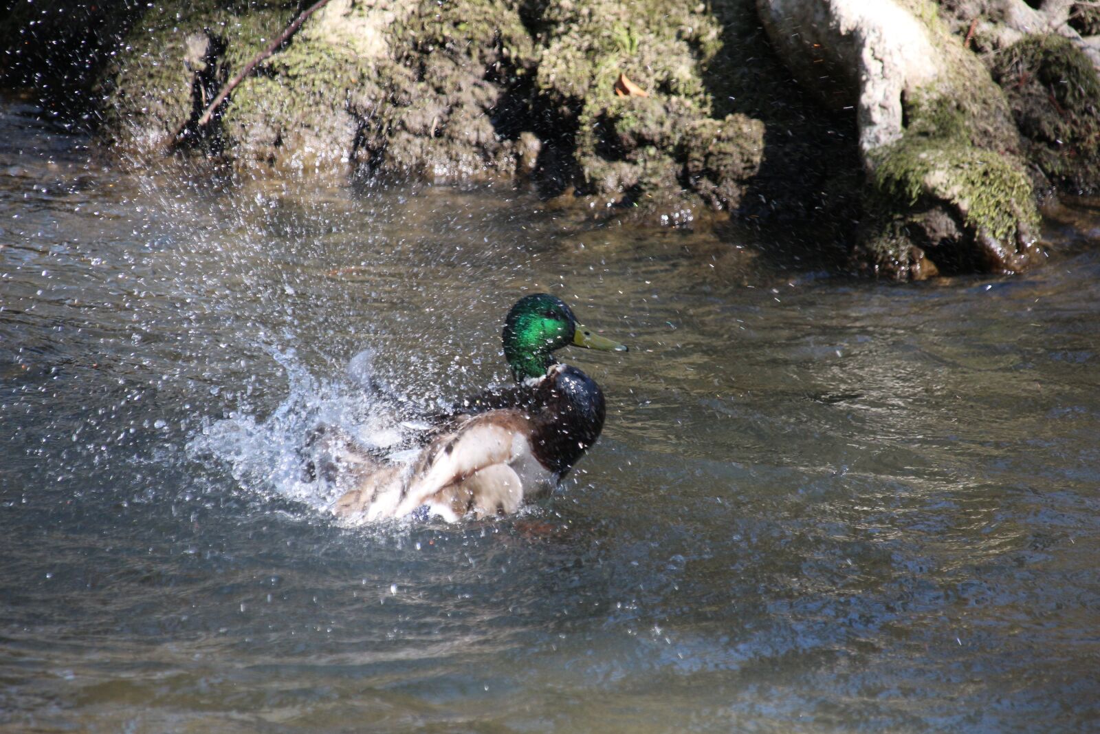Canon EOS 700D (EOS Rebel T5i / EOS Kiss X7i) sample photo. Duck, water, bird photography