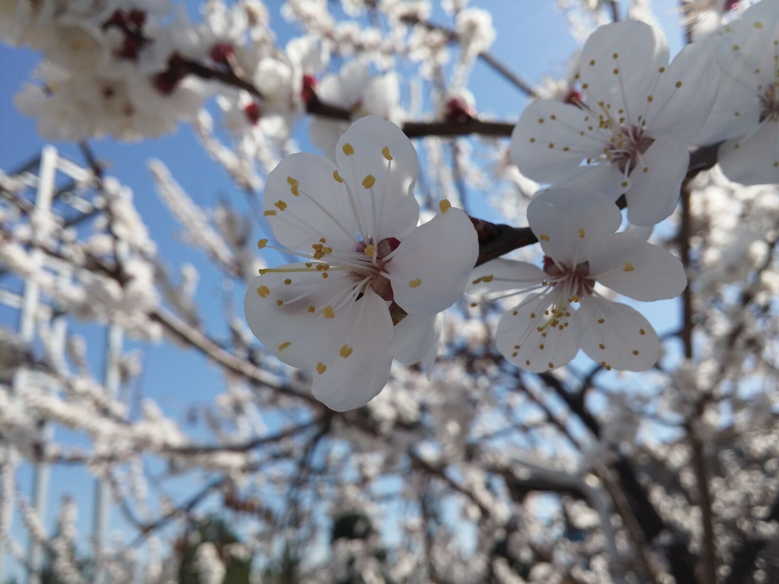 LG G3 sample photo. Apricot, flowers photography