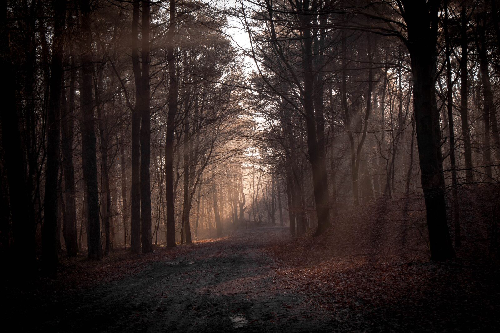 Canon EOS 80D sample photo. Sunbeam, forest, nature photography