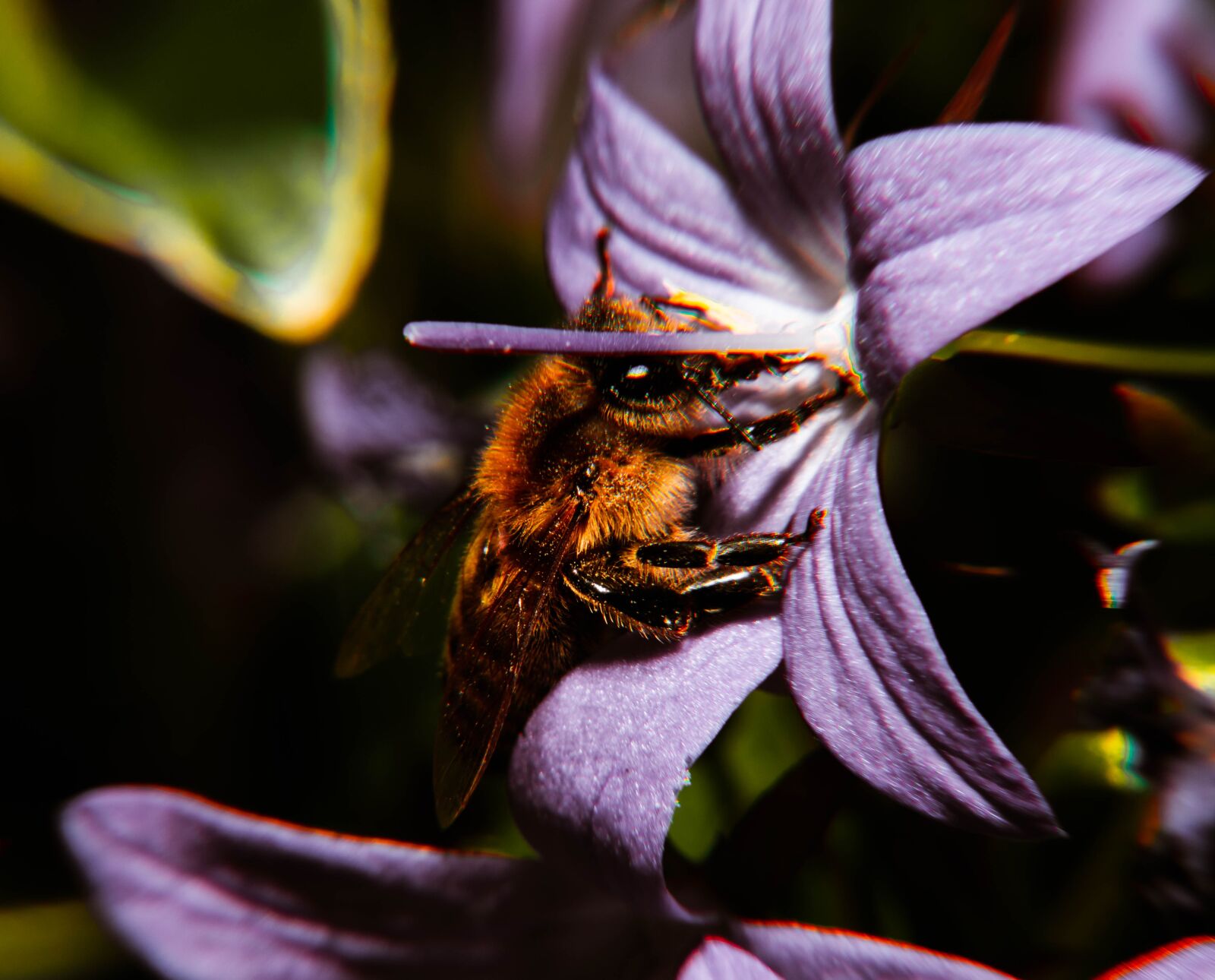 Nikon D850 sample photo. Flying, ingest, flower photography
