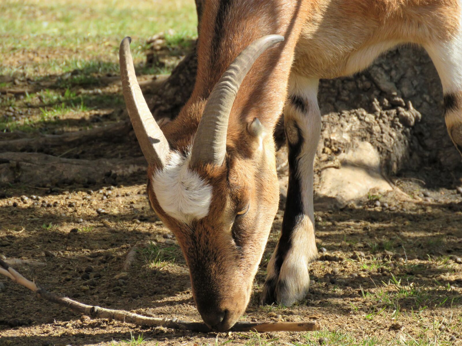 Canon PowerShot SX60 HS sample photo. Goat, farm, farm animal photography