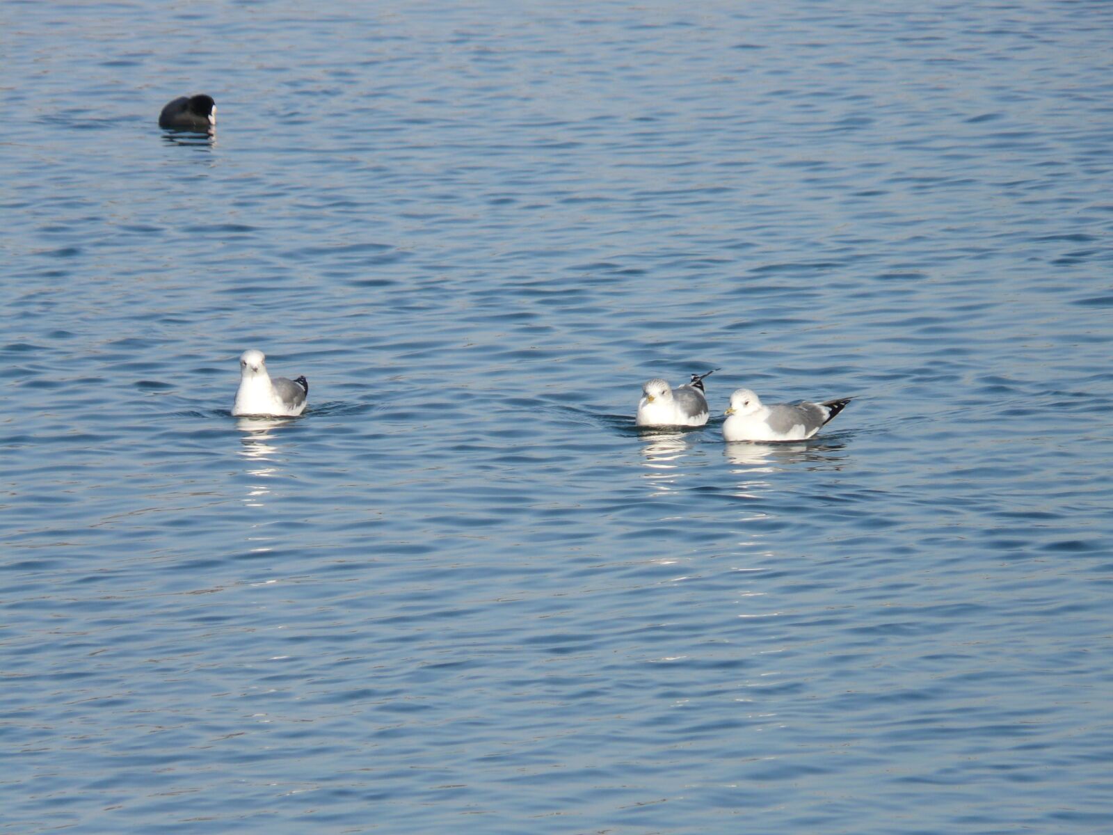 Panasonic DMC-FZ18 sample photo. Gulls, coot, swim photography