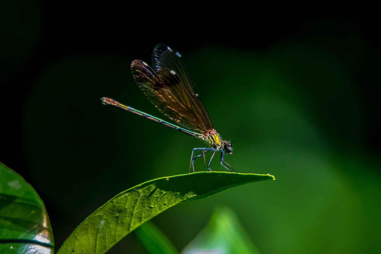Tamron SP 150-600mm F5-6.3 Di VC USD sample photo. Dragonfly, insect, insects photography