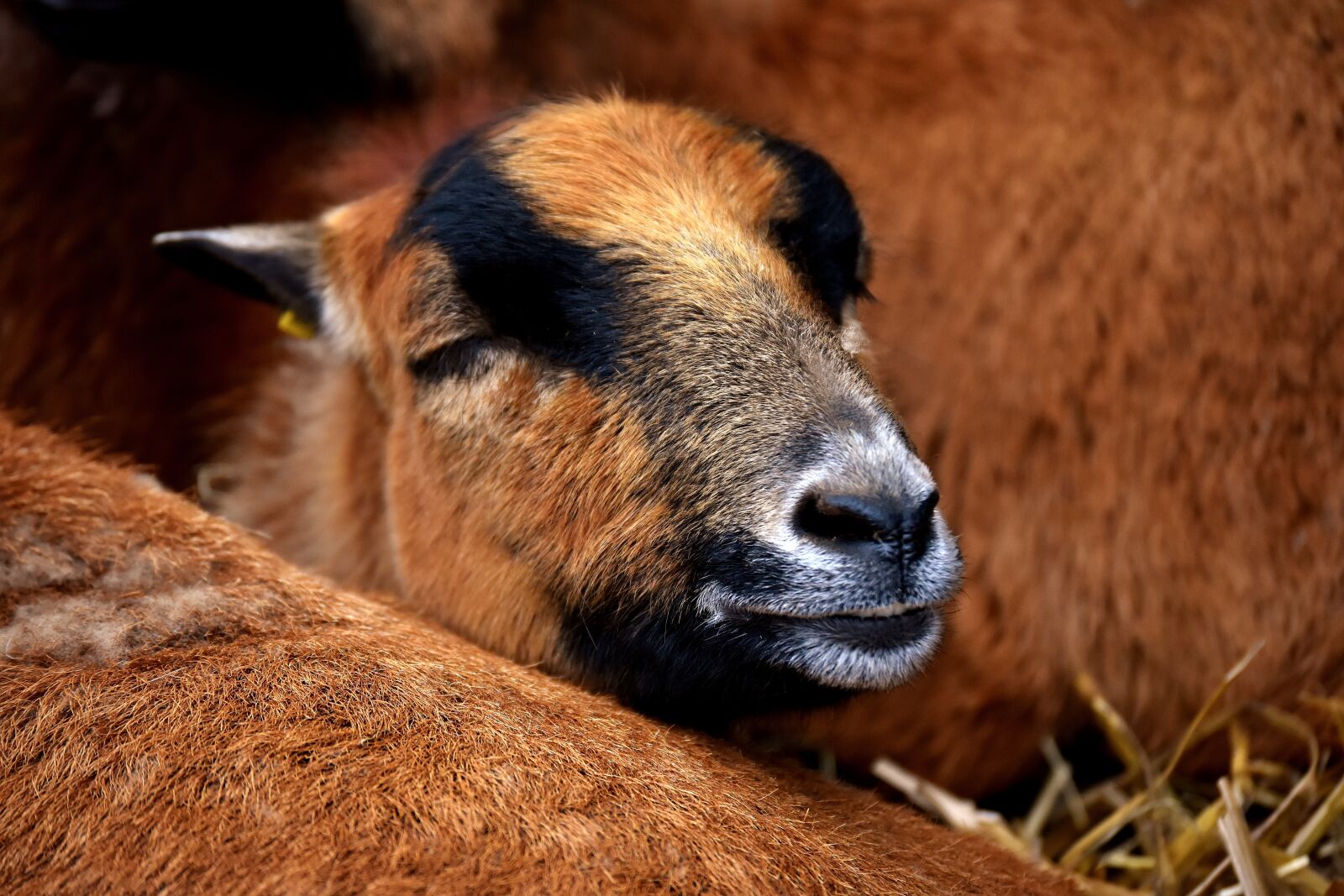 Nikon D7200 sample photo. Sheep, animal, nature photography