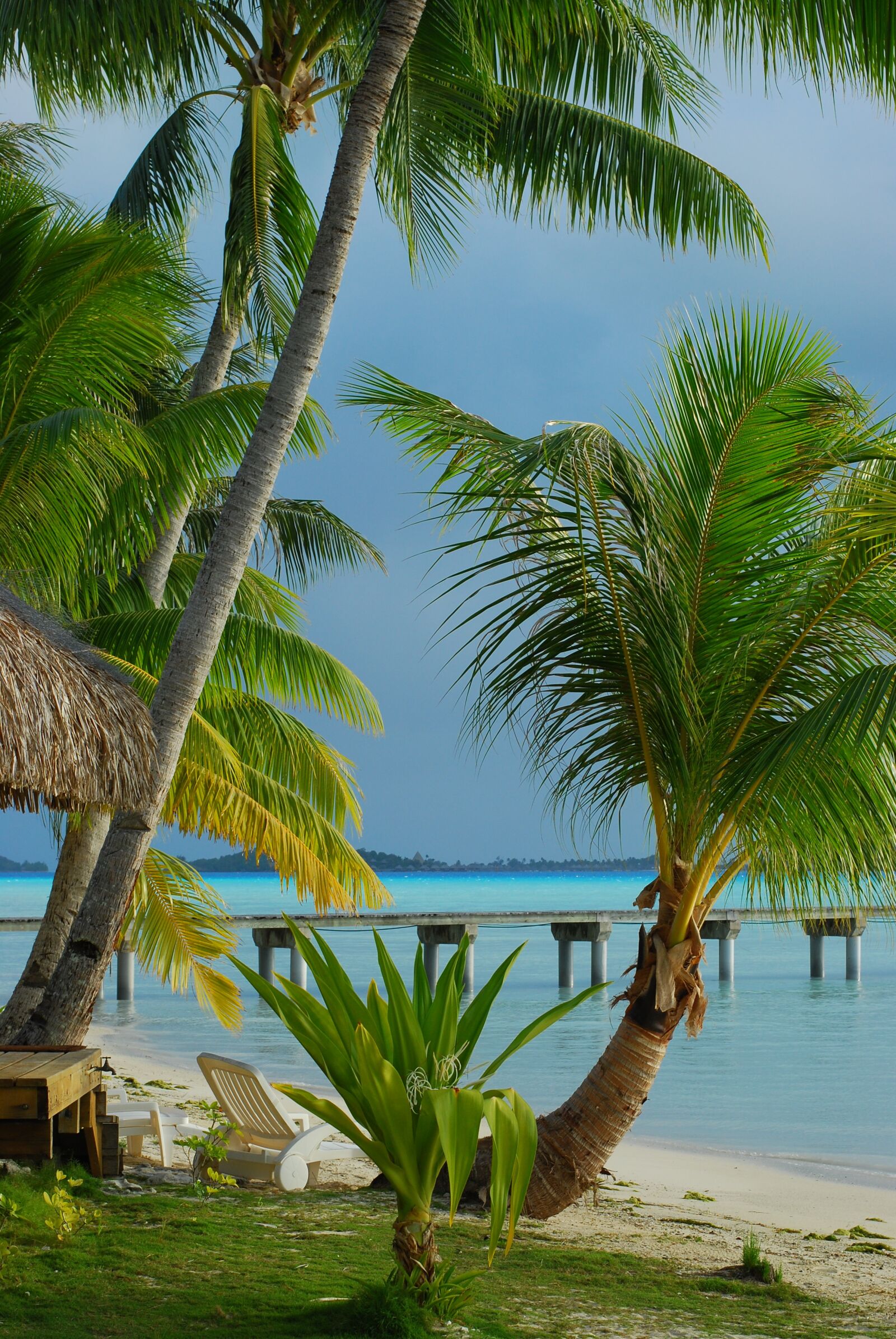 Nikon D80 sample photo. Tropical beach, palm tree photography
