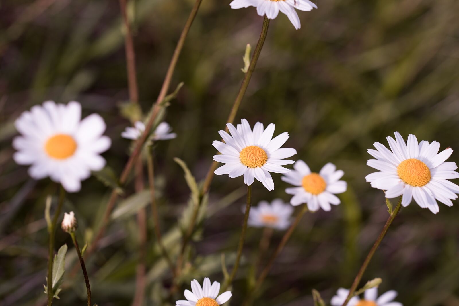 Nikon D750 sample photo. Daisies, flowers, wildflowers photography