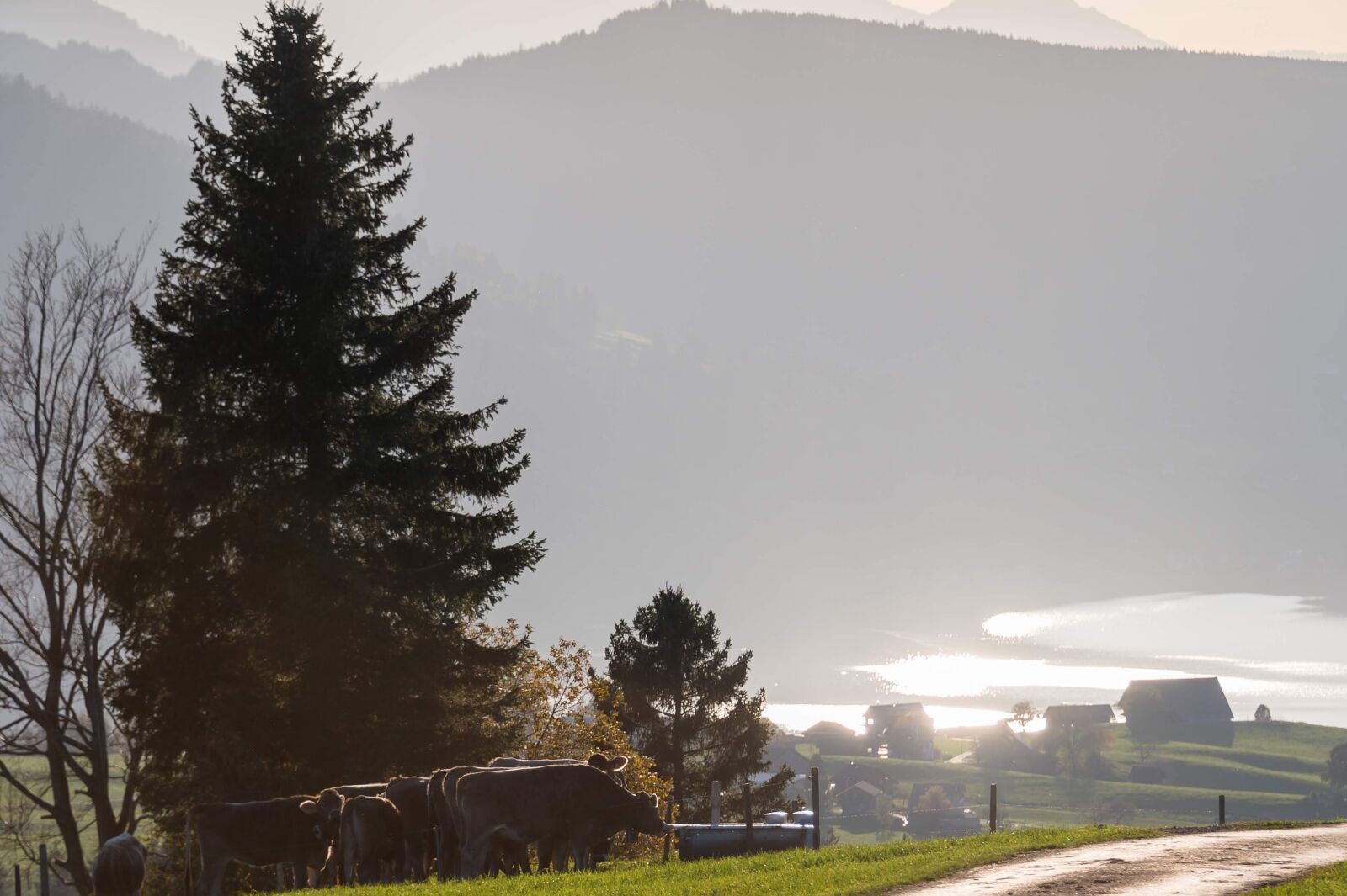 Nikon Z6 sample photo. Cows, alpine, lake photography
